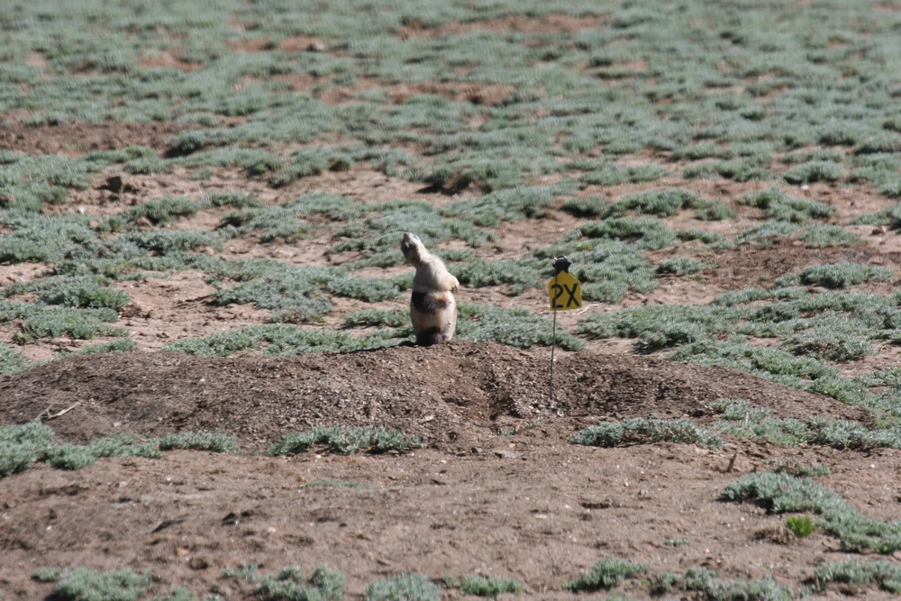 Vocalizations — The Prairie Dog Project