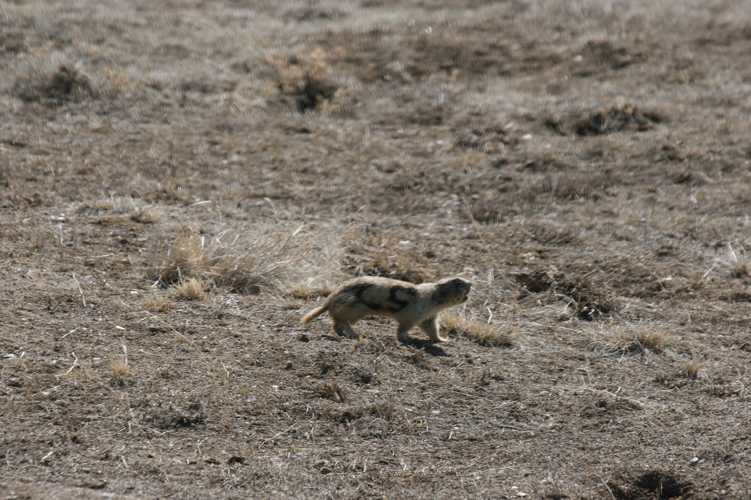  Another white-tailed prairie dog giving a territorial call without the head thrown back.  ©John Hoogland 2010  