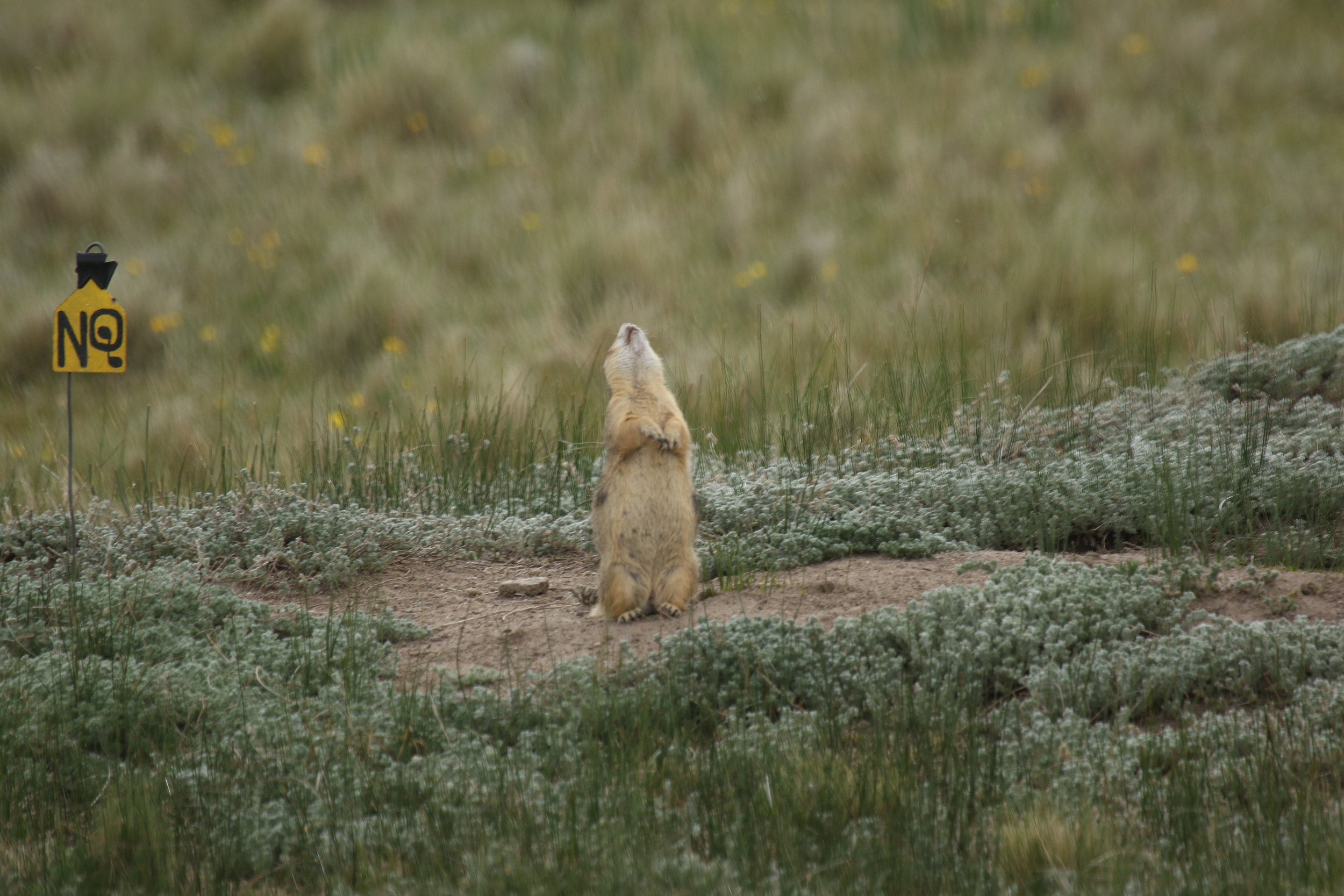  This rare image shows a Gunnison's prairie dog throwing his head back during a territorial call. The head throw is not known within this species, but this particular individual (adult male 5) did it often.  ©MRR 2017  