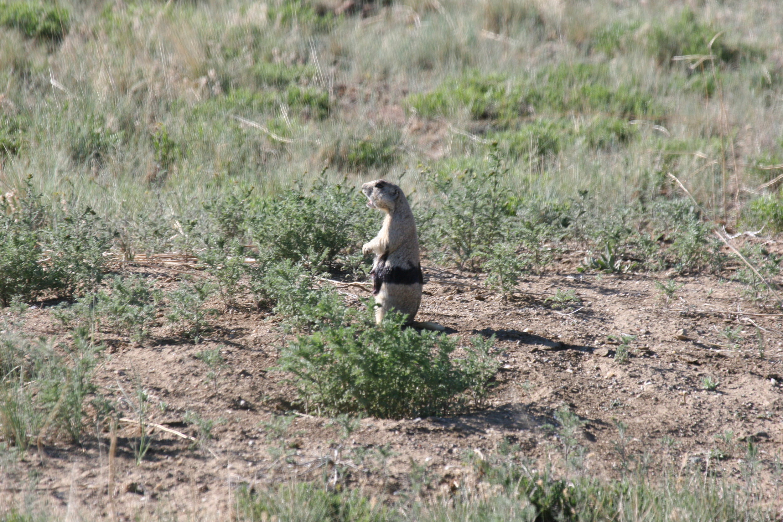  A white-tailed prairie dog exhibiting the classic alarm call posture.  ©John Hoogland 2006  