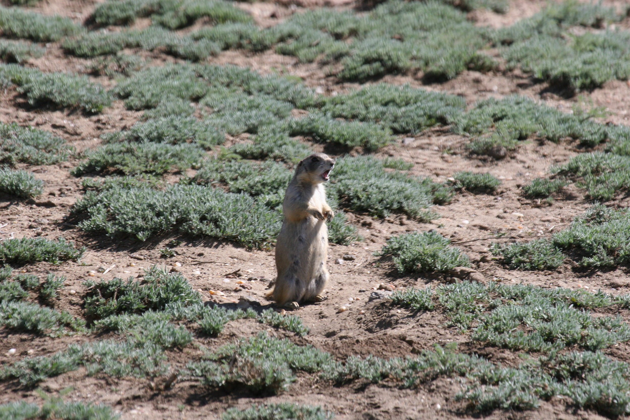  This white-tailed prairie dog female shows off her wide mouth giving an alarm call.  ©John Hoogland 2007  