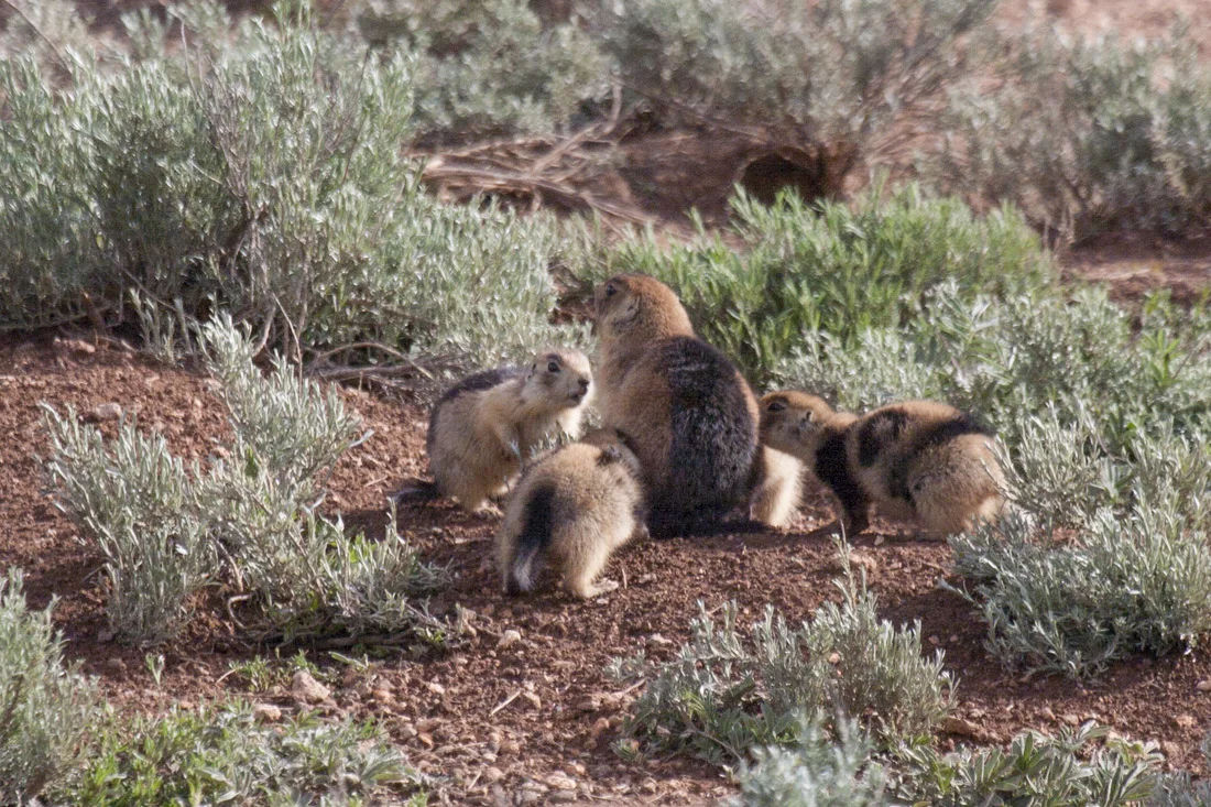 Utah prairie dog female Backstripe allows her own offspring as well as nondescendant offspring to nurse from her. Photo by Elaine Miller Bond ( www.elainemillerbond.com )