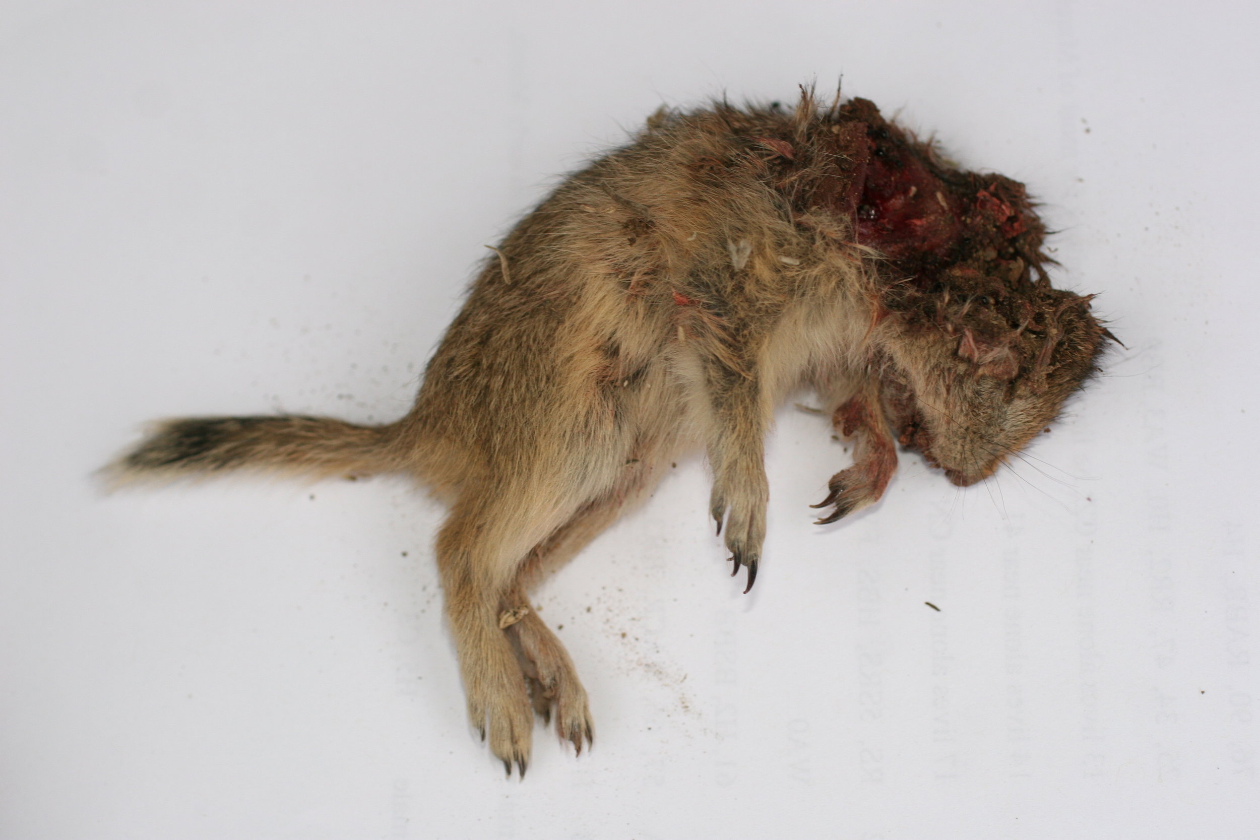  Carcasses are examined and photographed for the record.  ©John Hoogland 2012  
