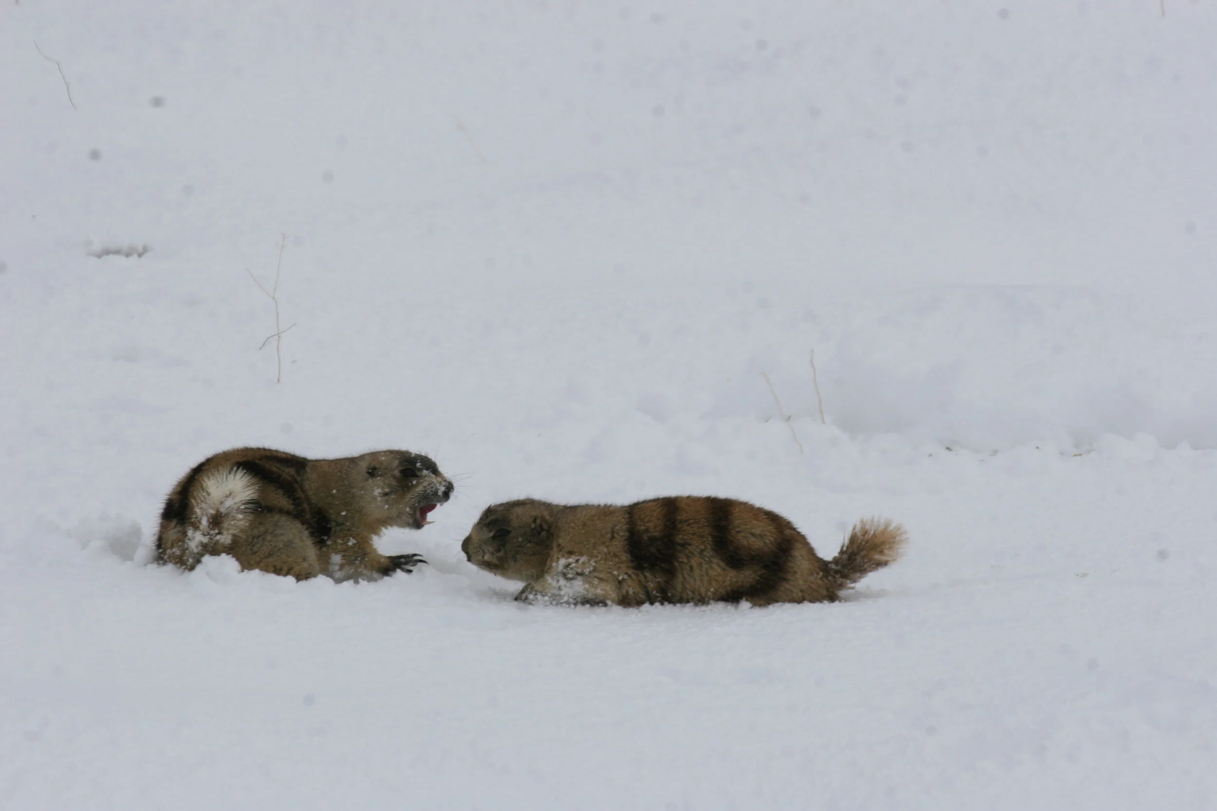Parting after a hostile kiss. ©John Hoogland 2010