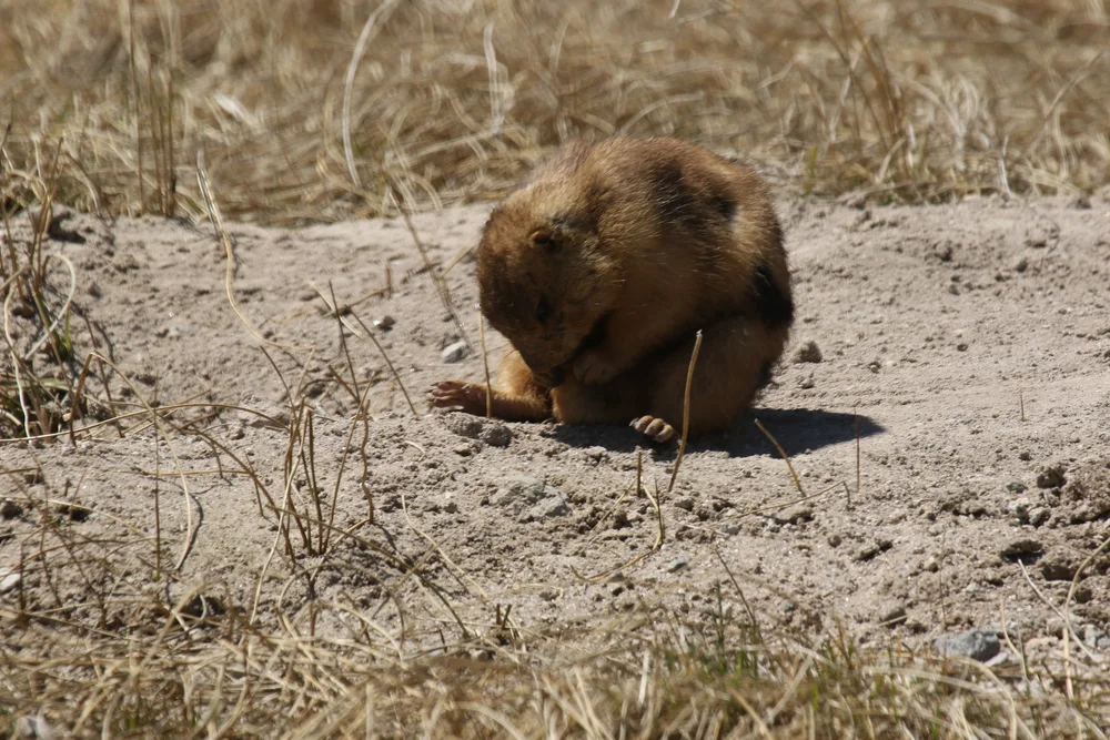 how-do-prairie-dogs-mate