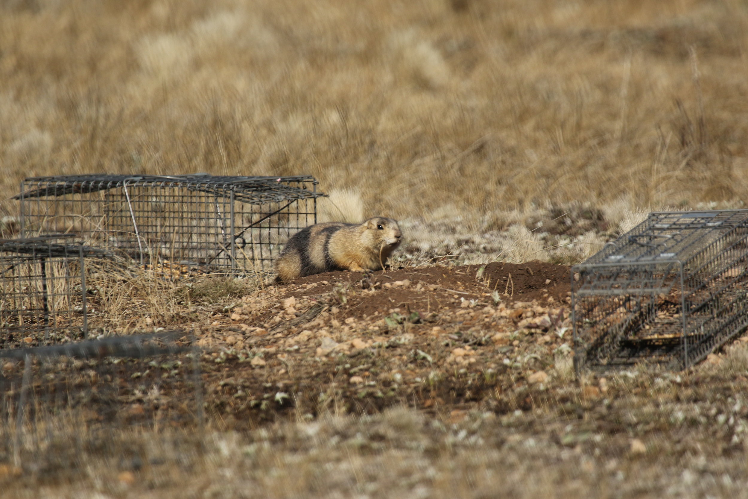 are prairie dogs invasive