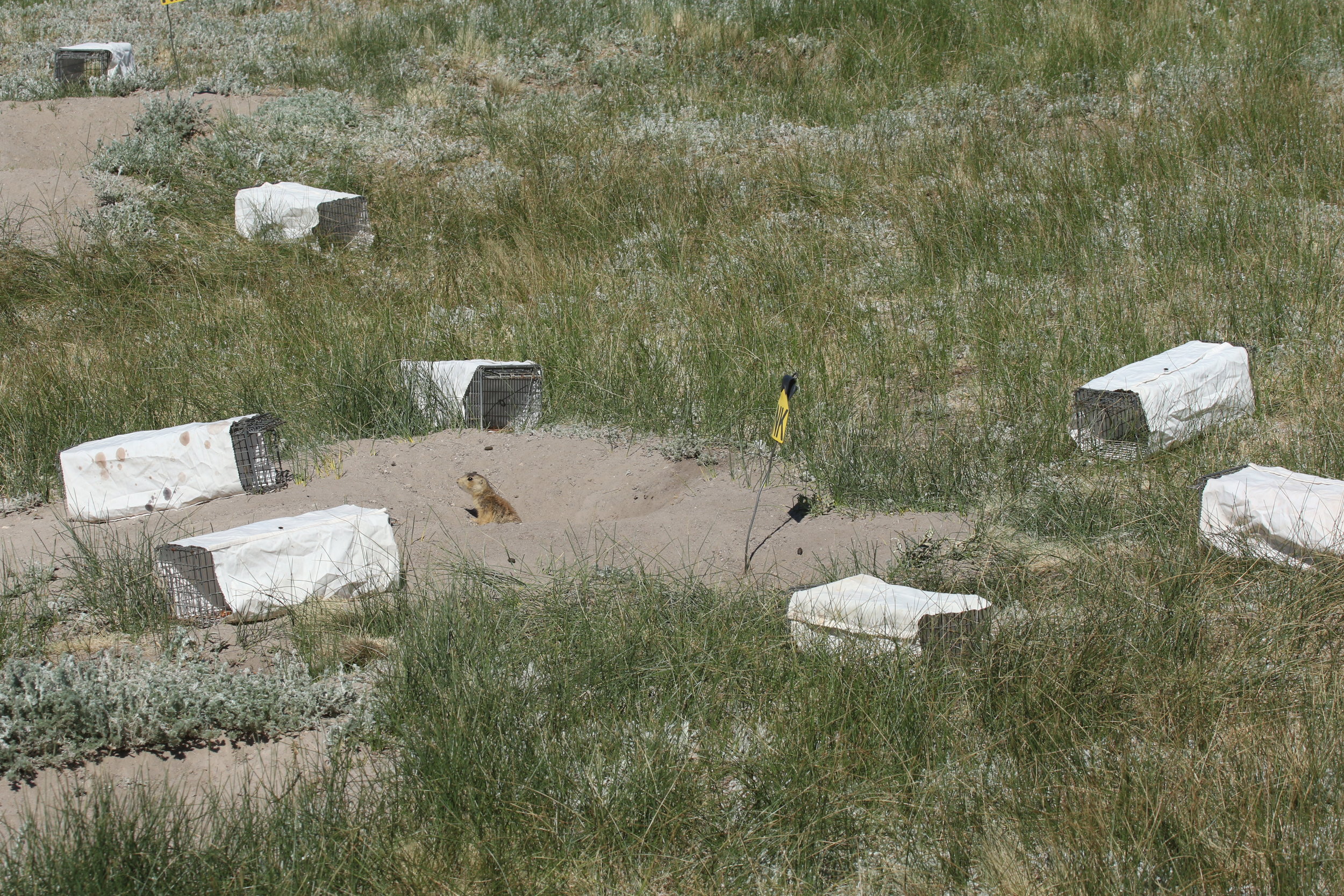  On especially hot days, we cover traps with white cloth to provide caught prairie dogs protection from the sun.  ©MRR 2017  