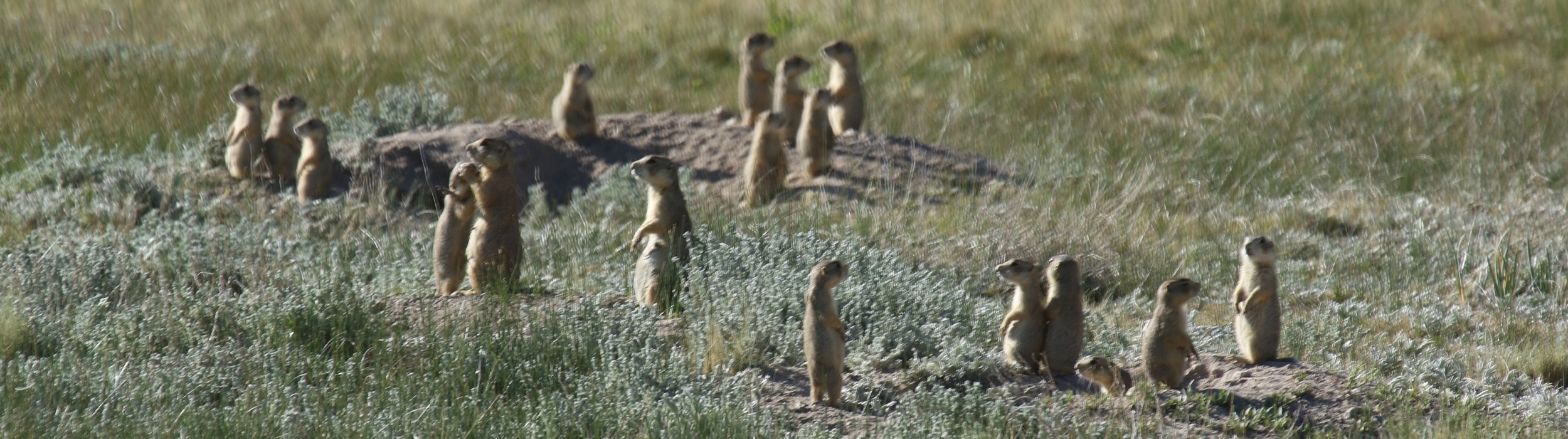 prairie dog grooming