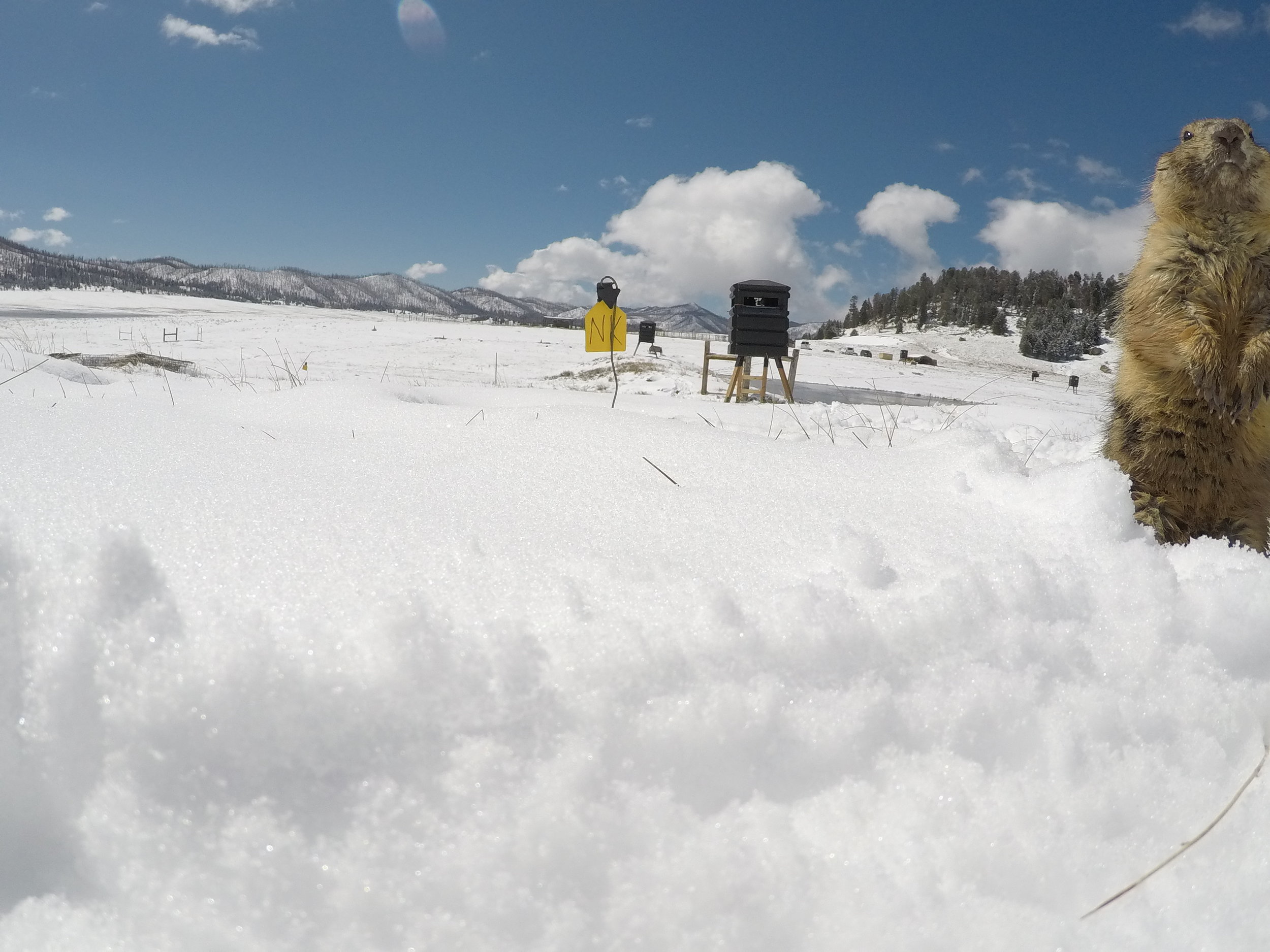  Snow-covered mornings.  ©MRR 2017  