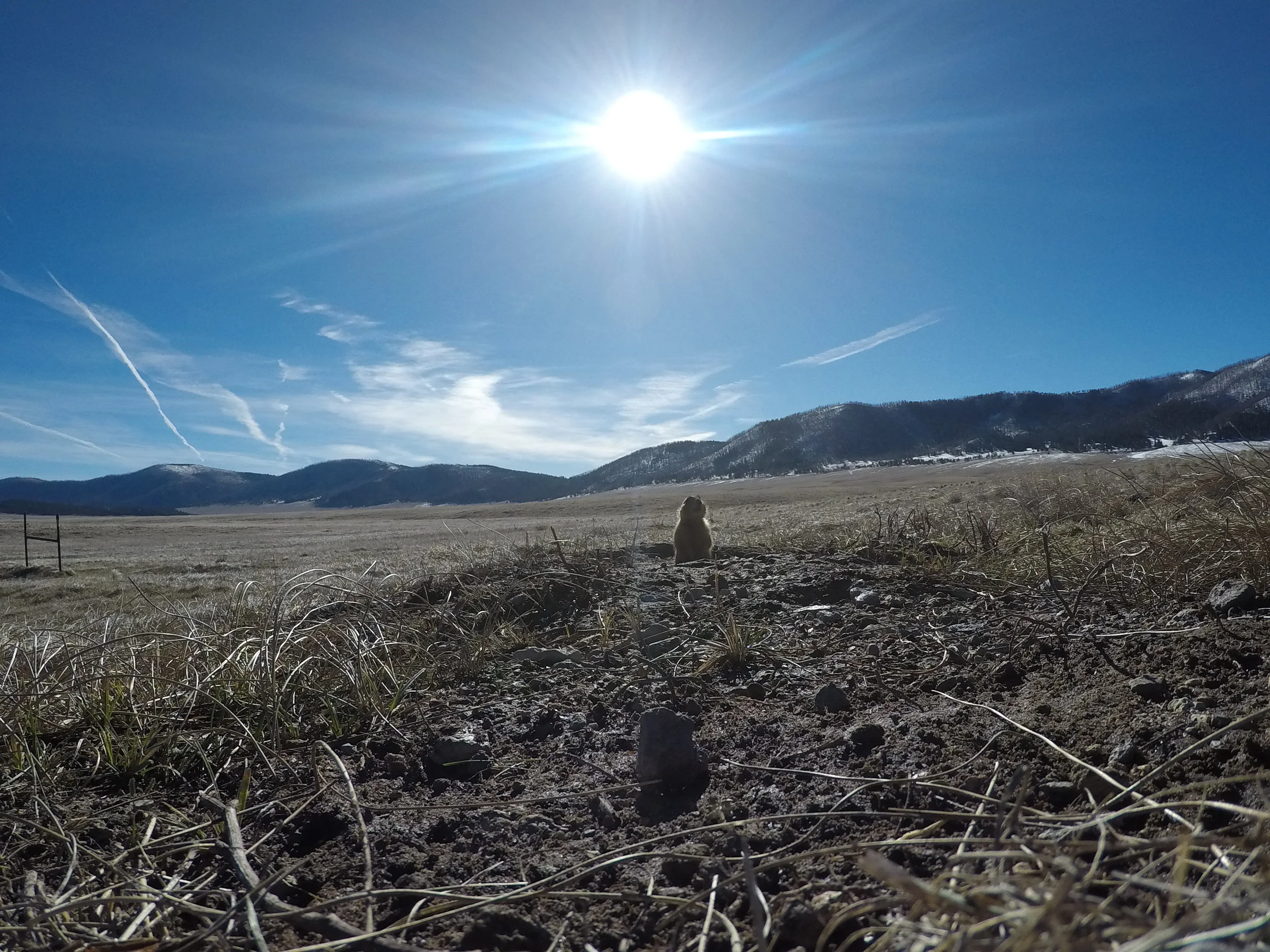  Big space, little prairie dog.  ©MRR 2017  