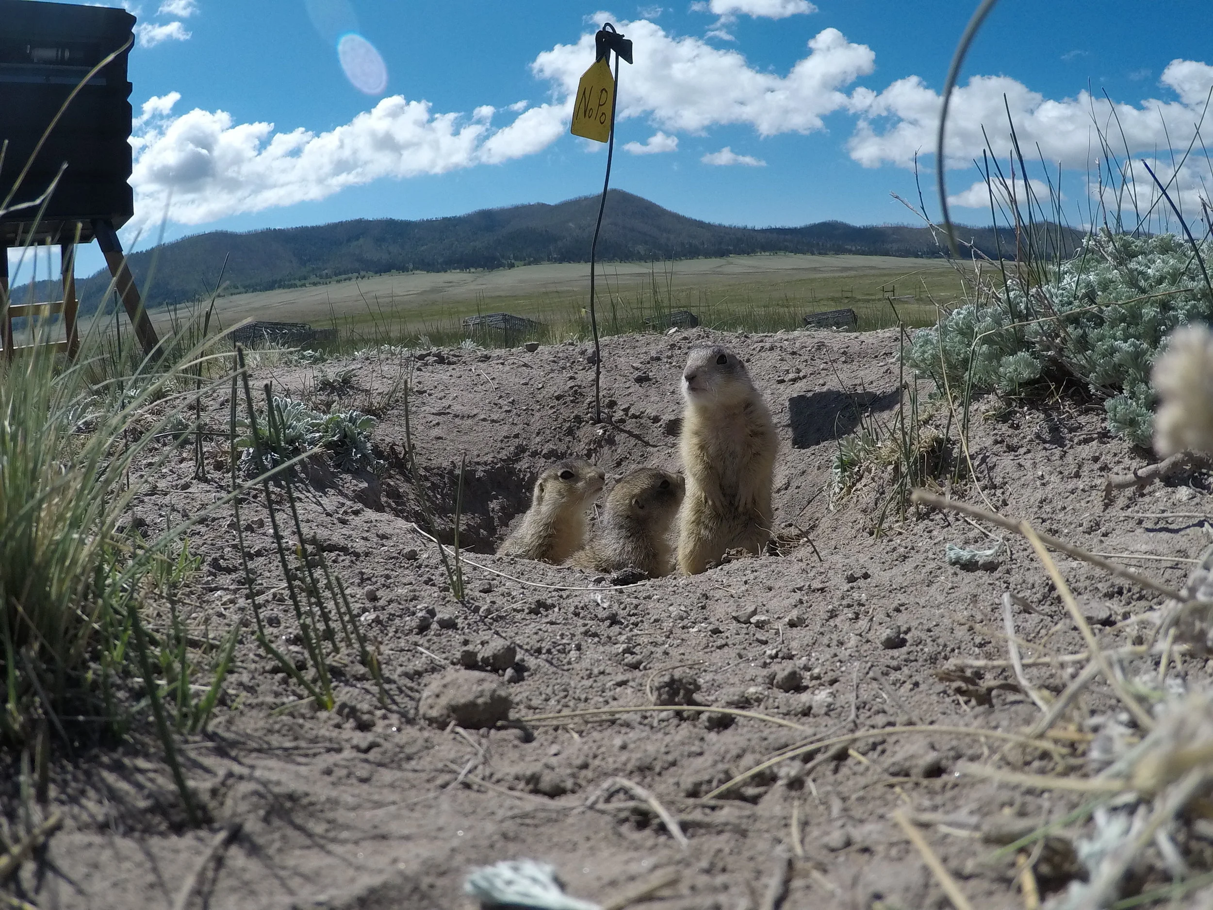  Emerging for the first time.  ©MRR 2017  