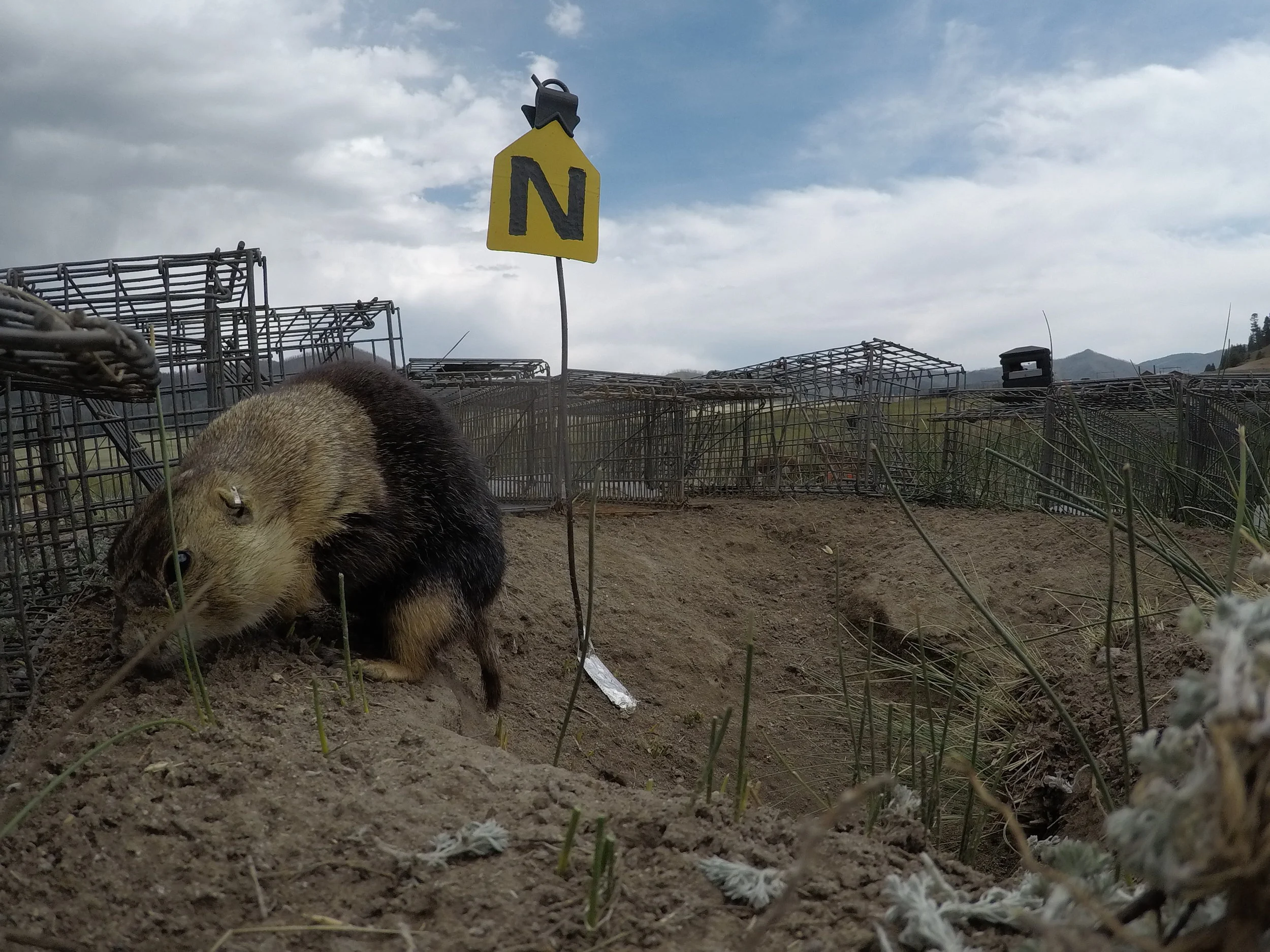  Surrounded.  ©MRR 2017  