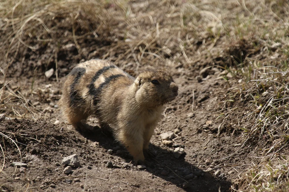 do-prairie-dogs-live-underground