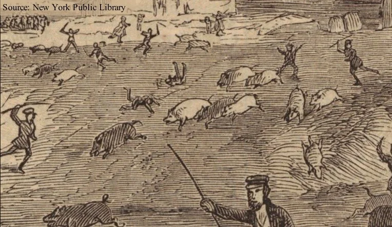 Troy Pig(s) Out!