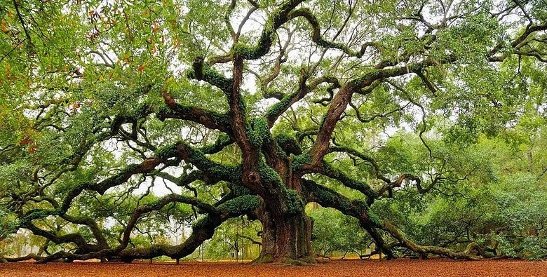 oaks-of-righteousness.jpg