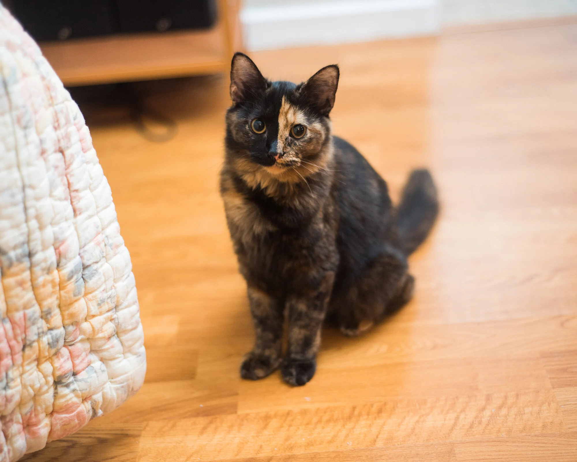 nora-kitties-1-ig.jpg