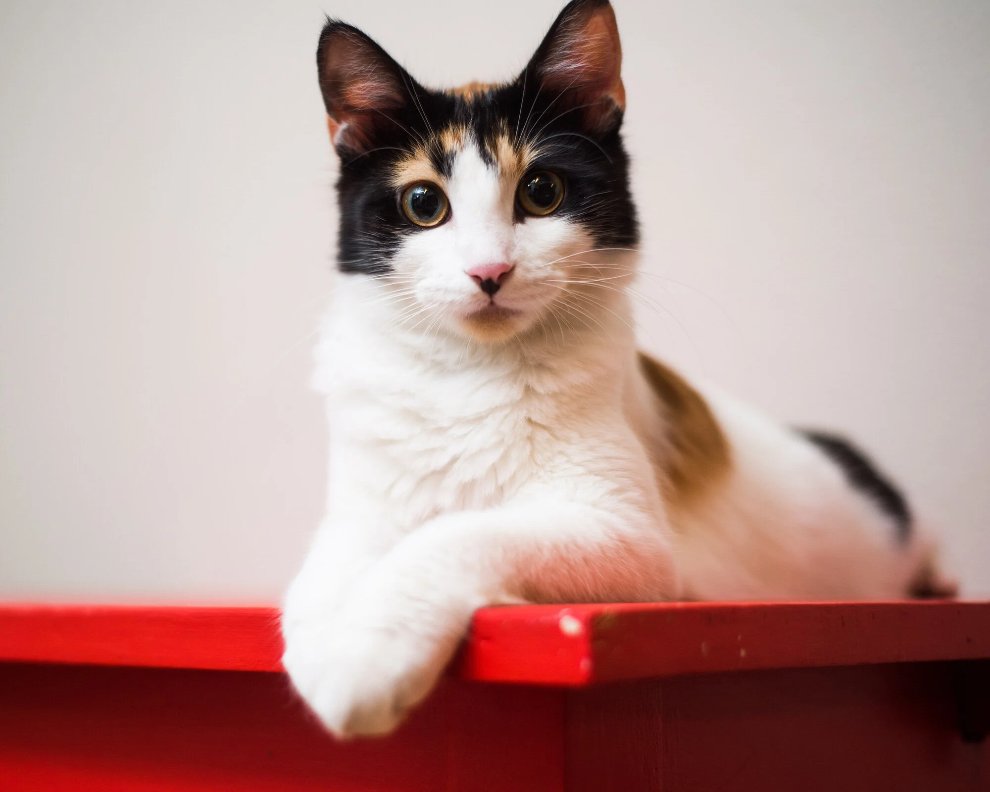 nora-kitties-3-ig.jpg