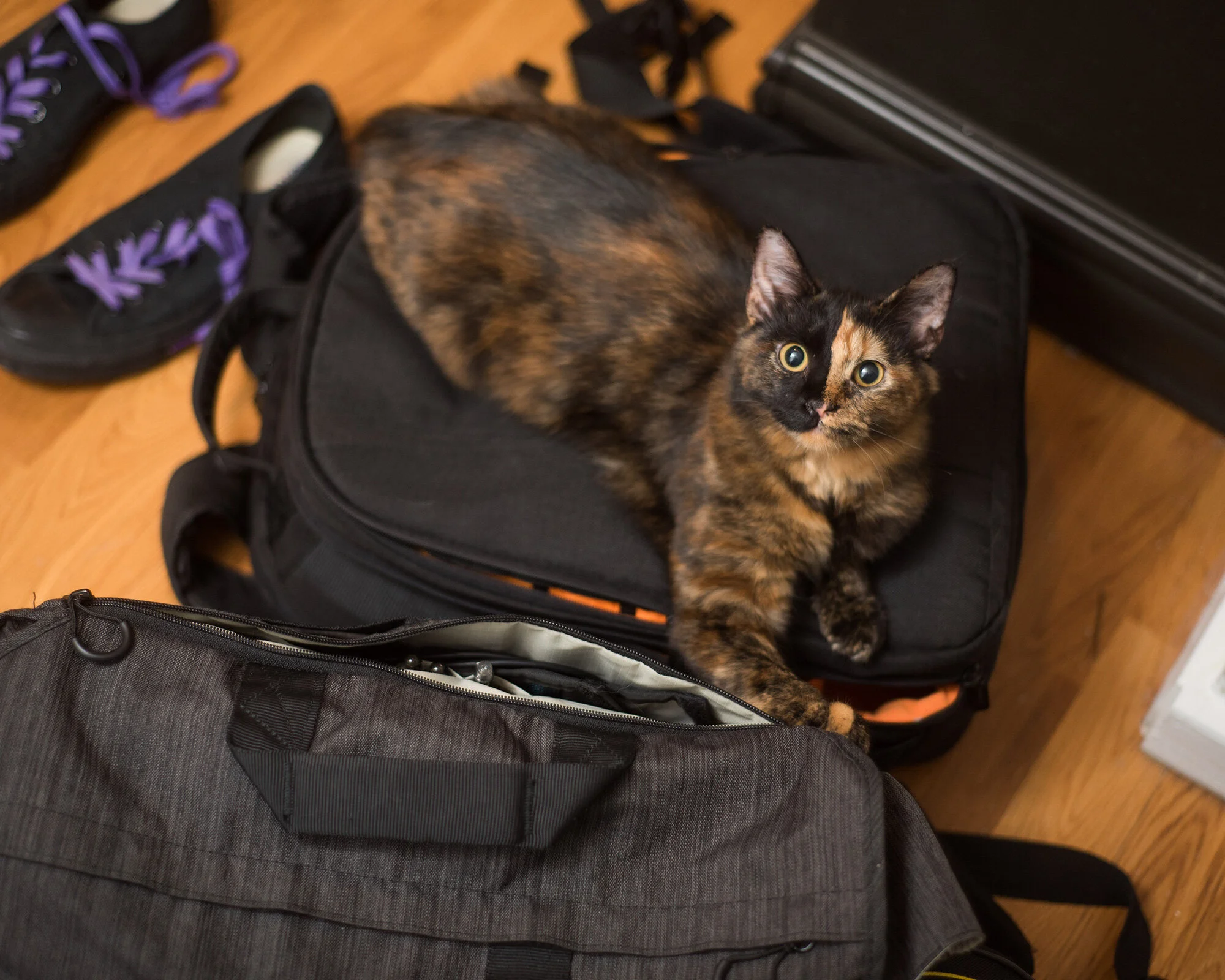 nora-kitties-5-ig.jpg
