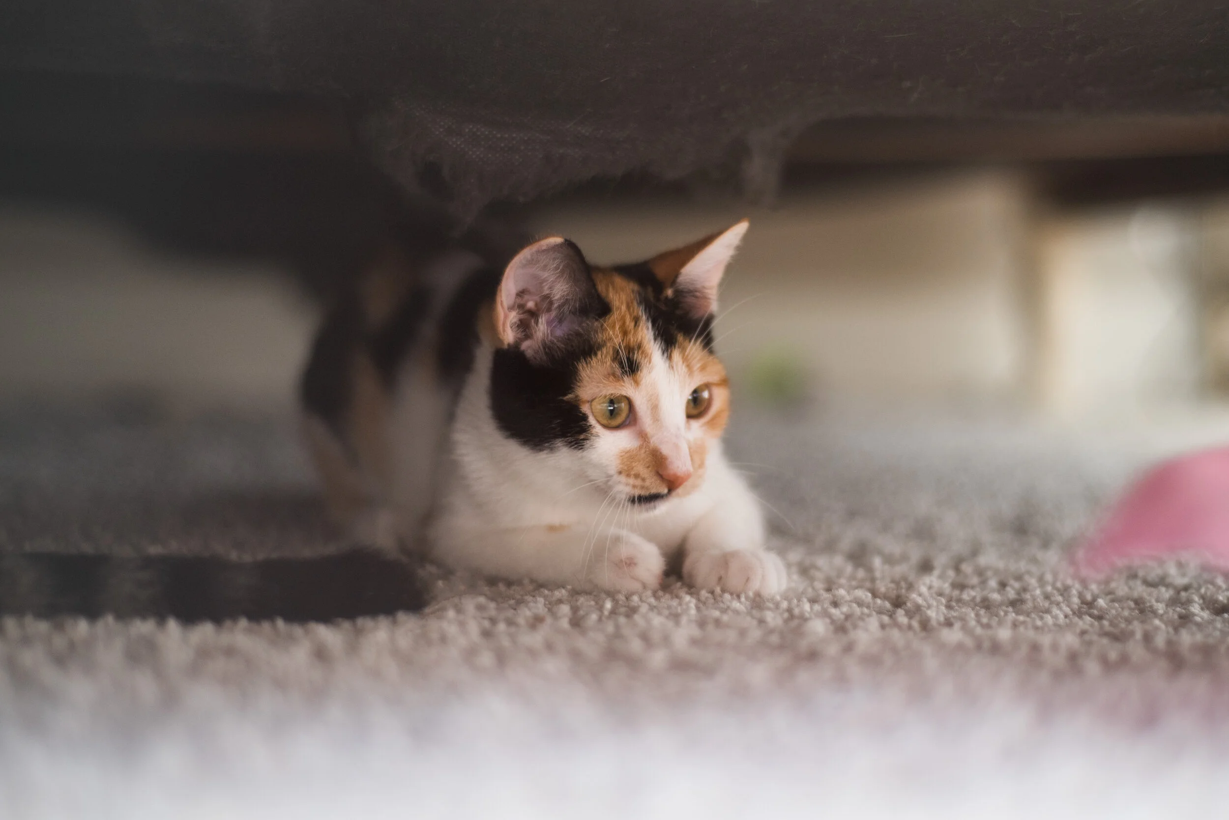 kitty-2.jpg