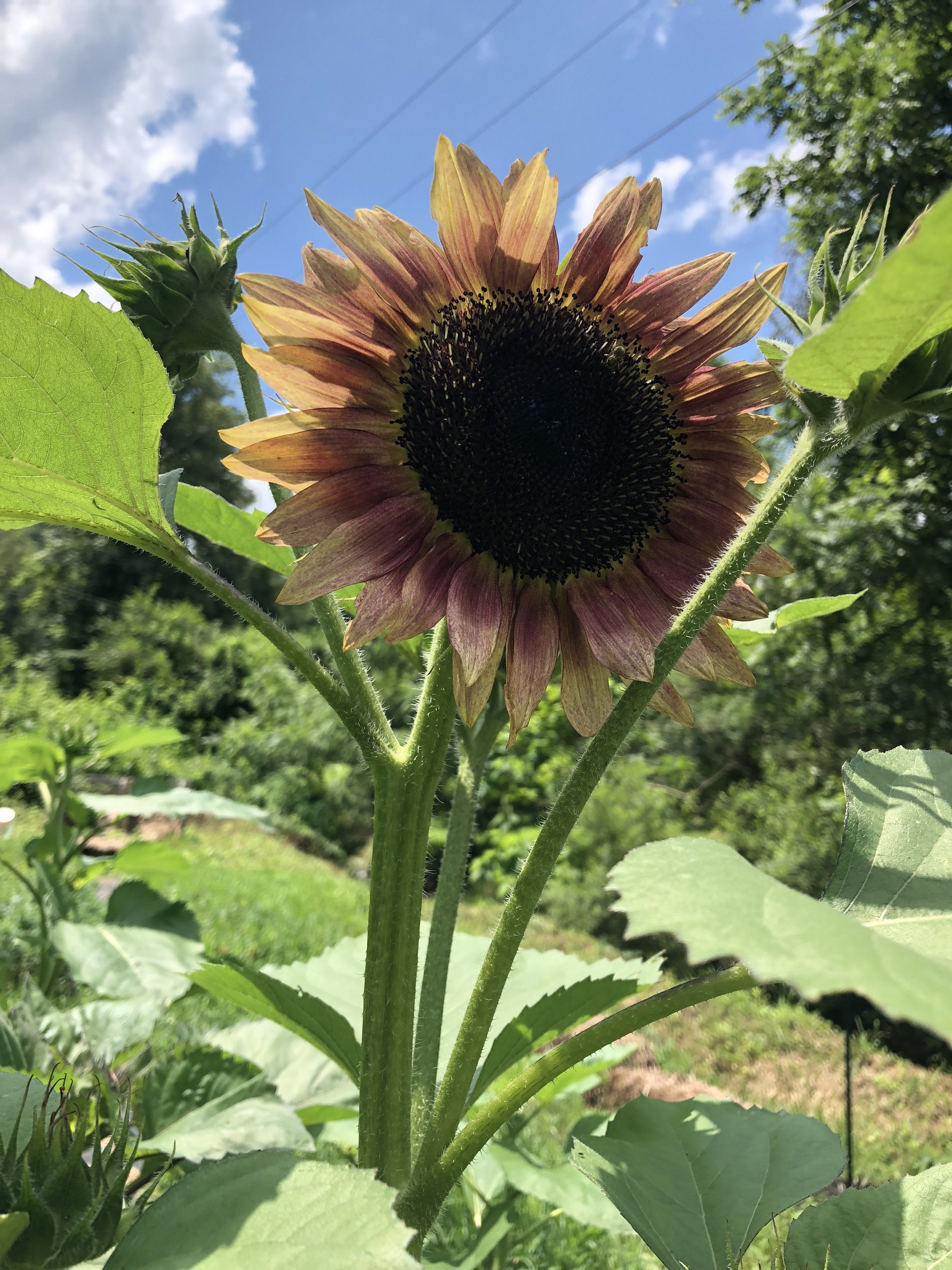 Branching Sunflower: Strawberry Blonde