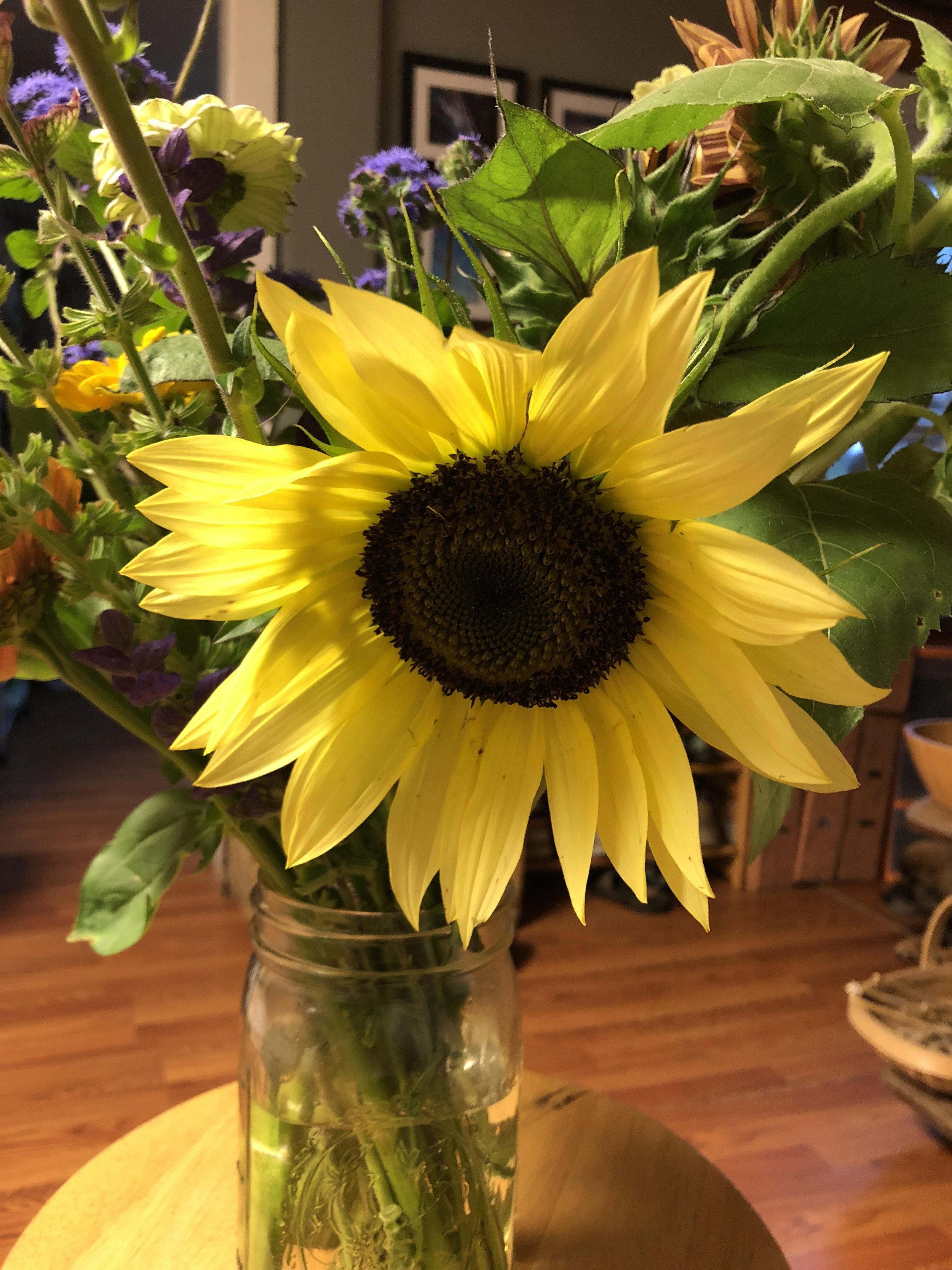Branching Sunflower: Lemon Queen