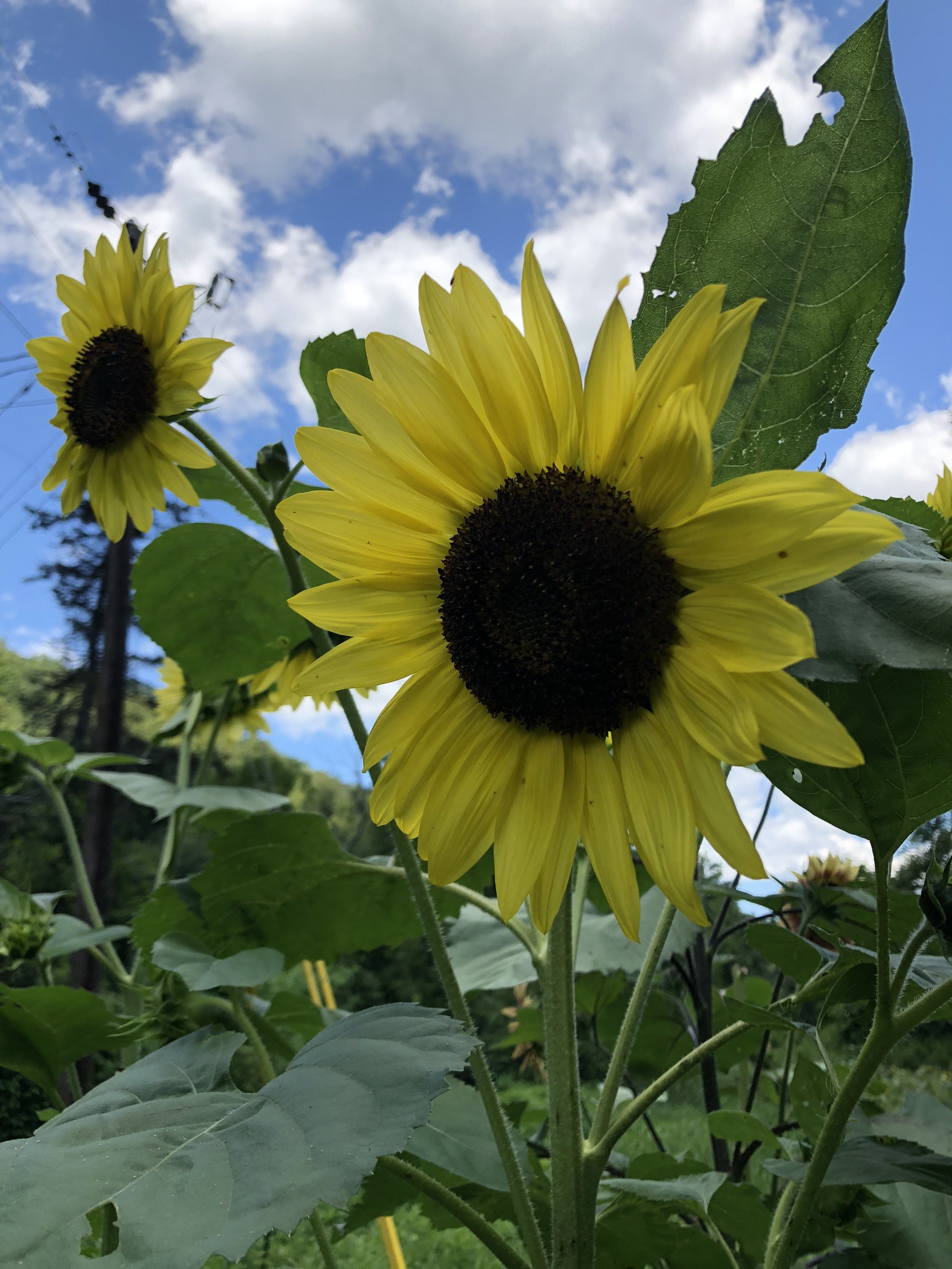 Branching Sunflower: Lemon Queen
