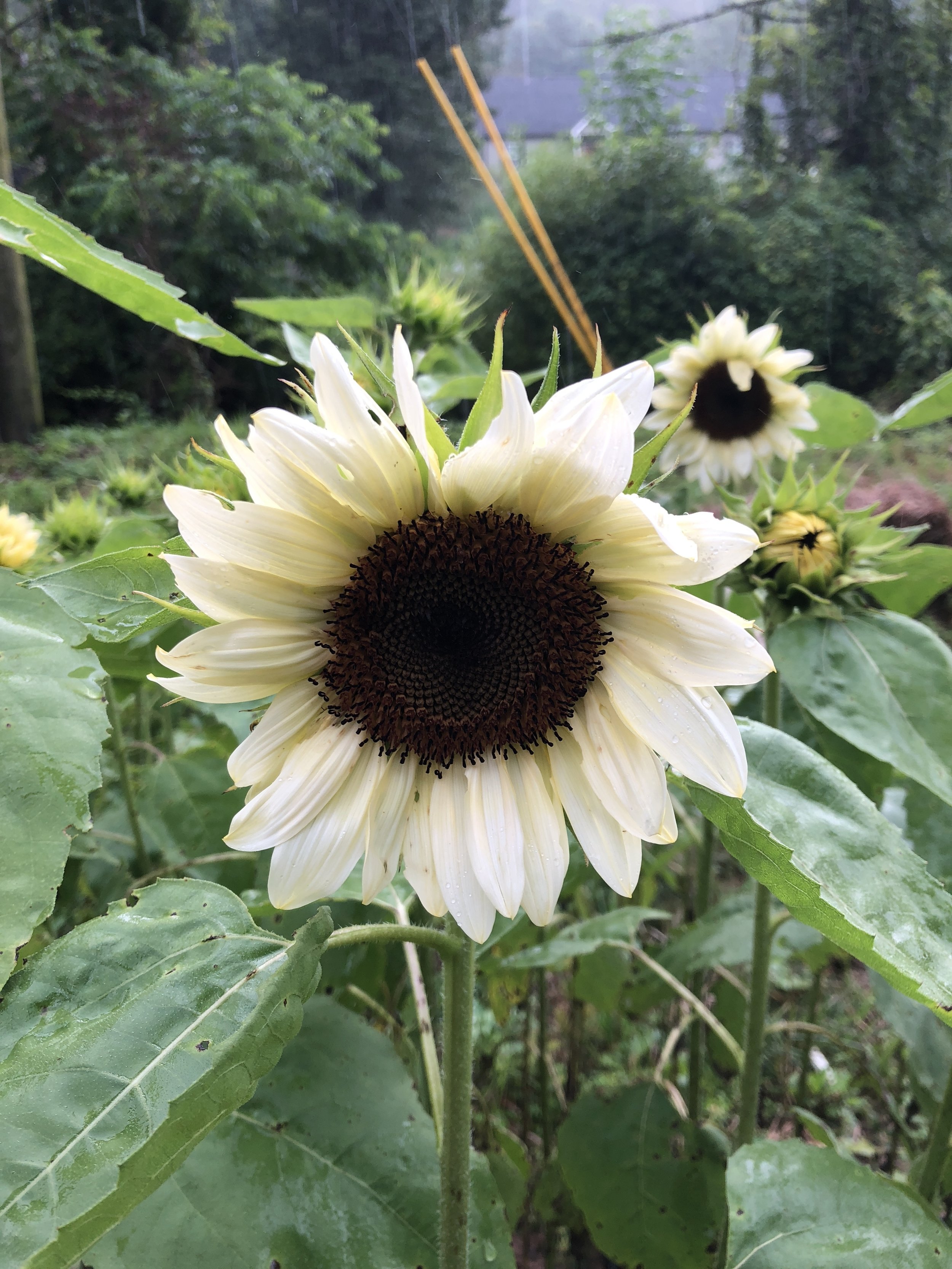 Sunflower: Pro Cut White Night