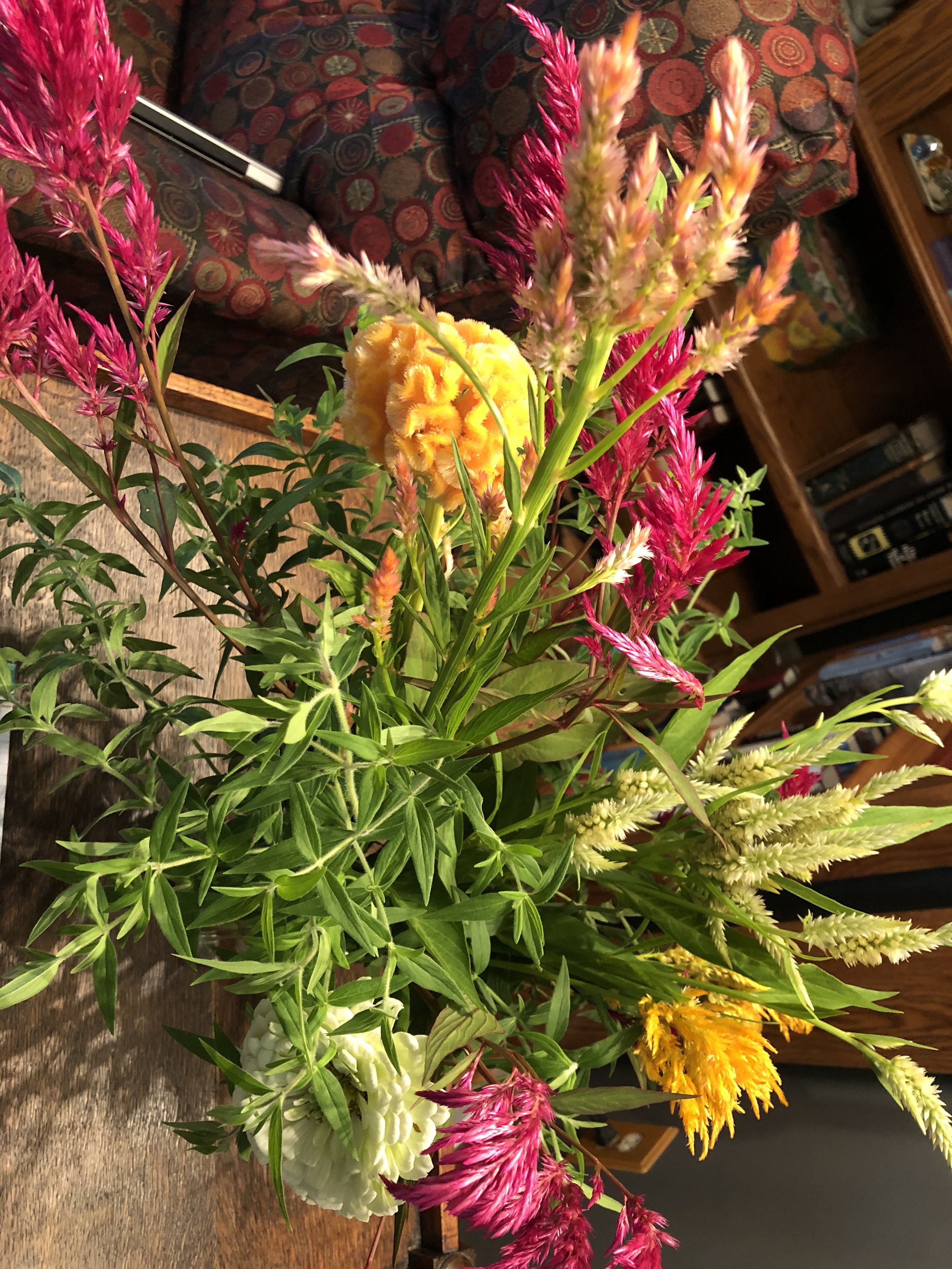 Lots and lots of celosia