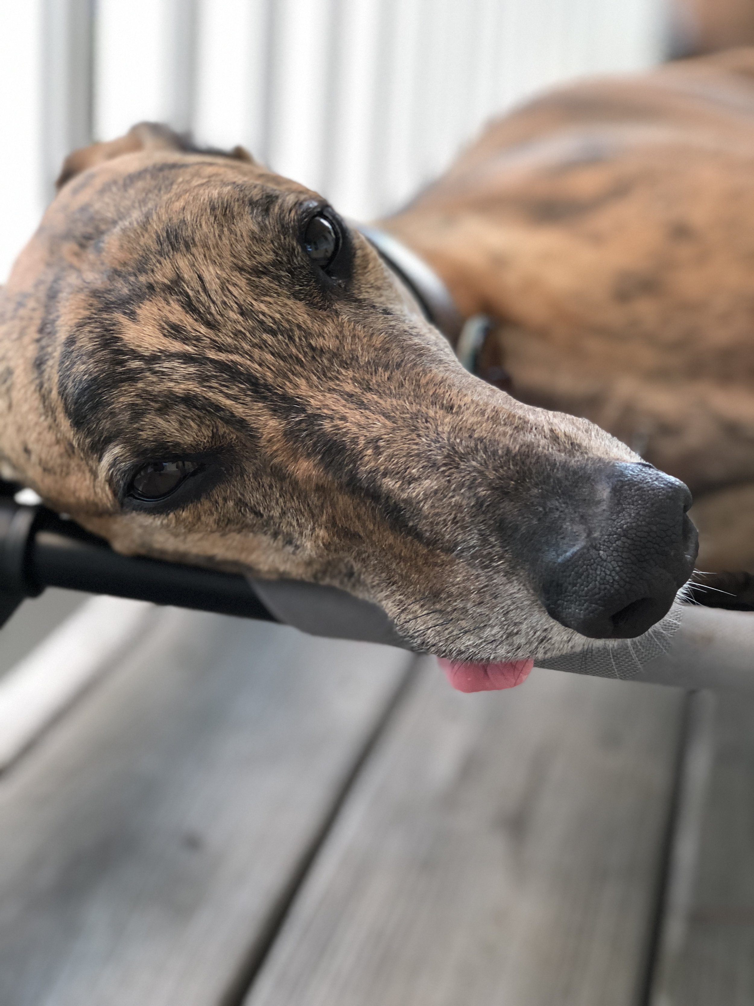 Greyhound Photo Shoot
