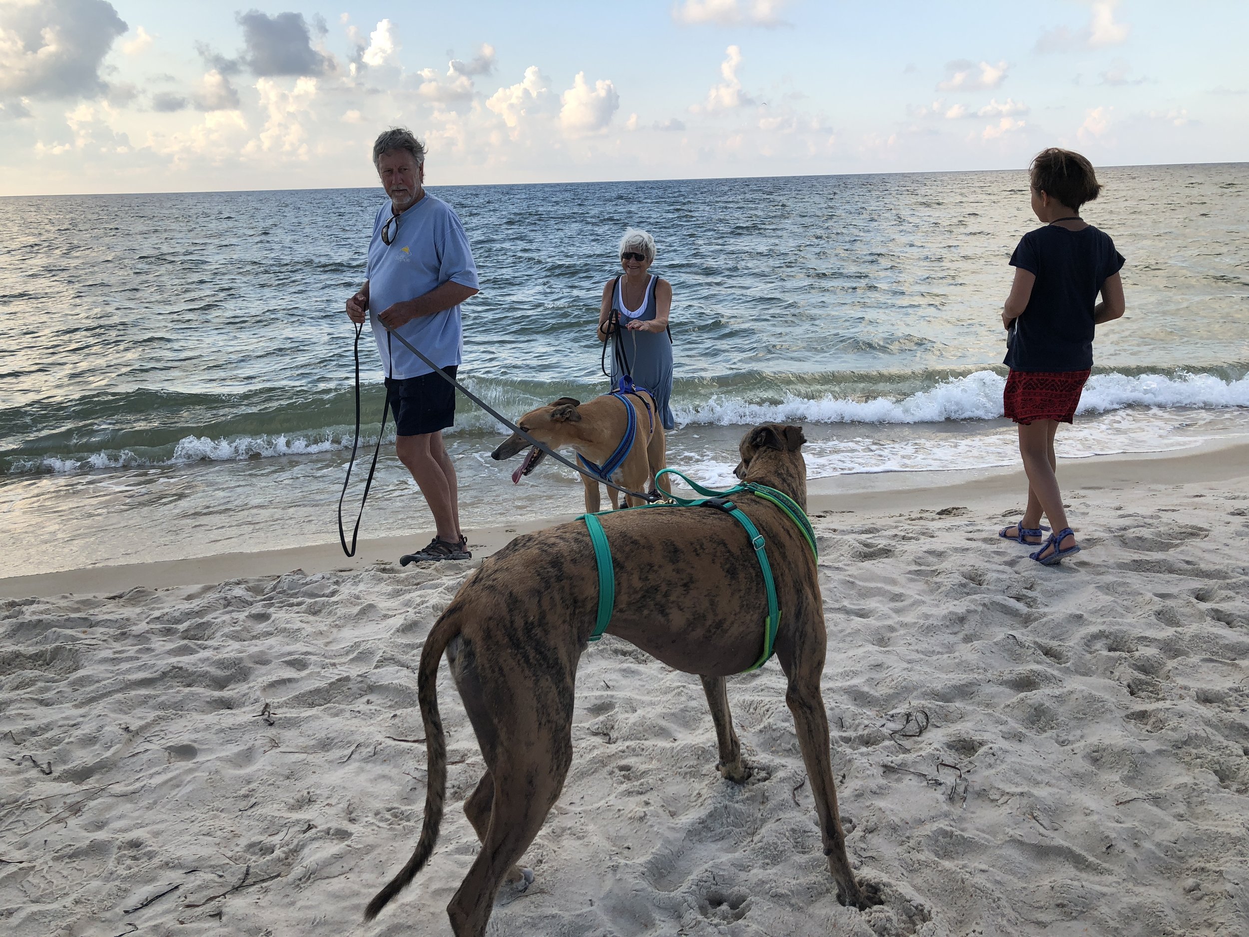 Greyhounds' Visit The Beach