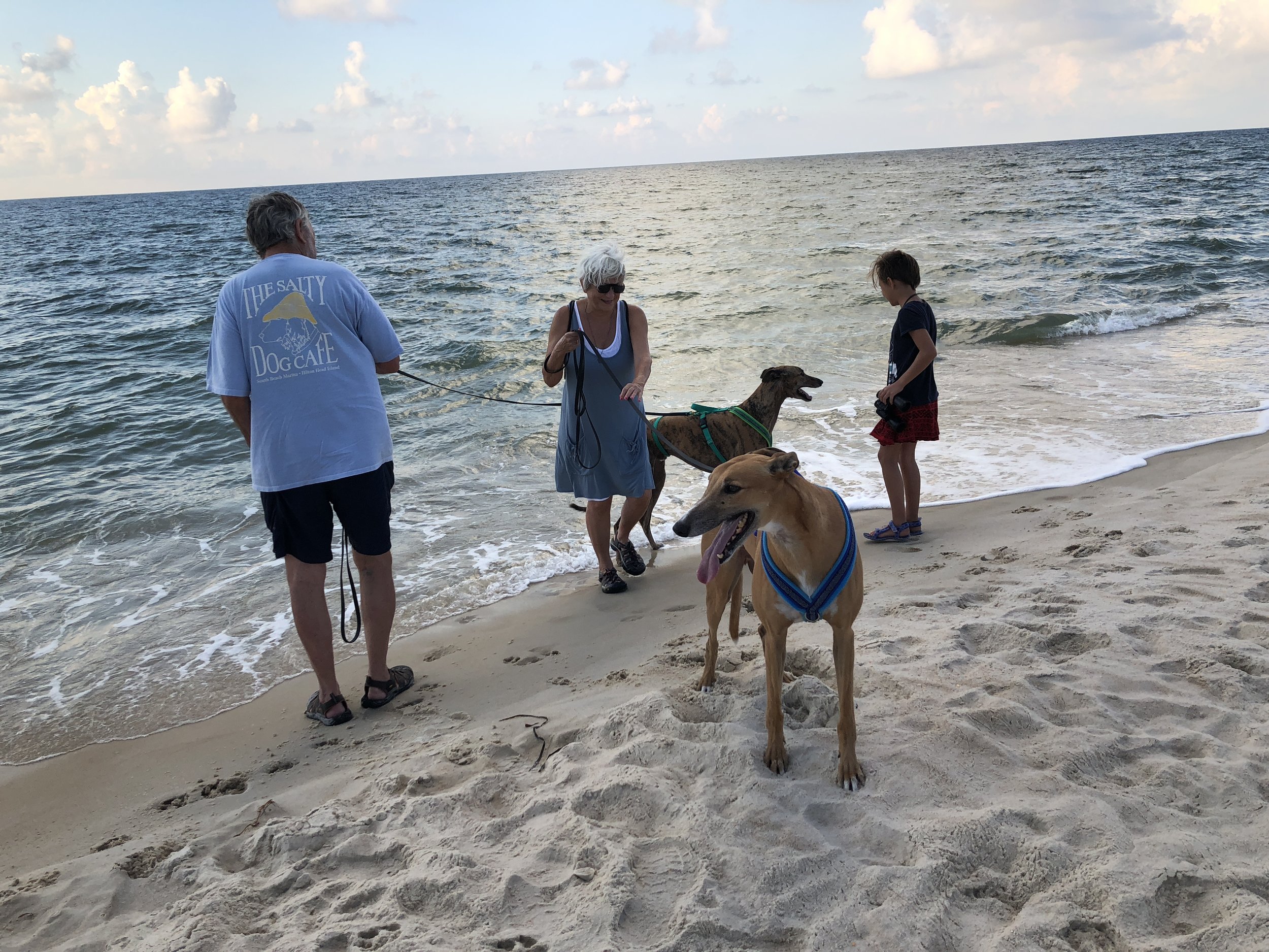Greyhounds' Visit The Beach
