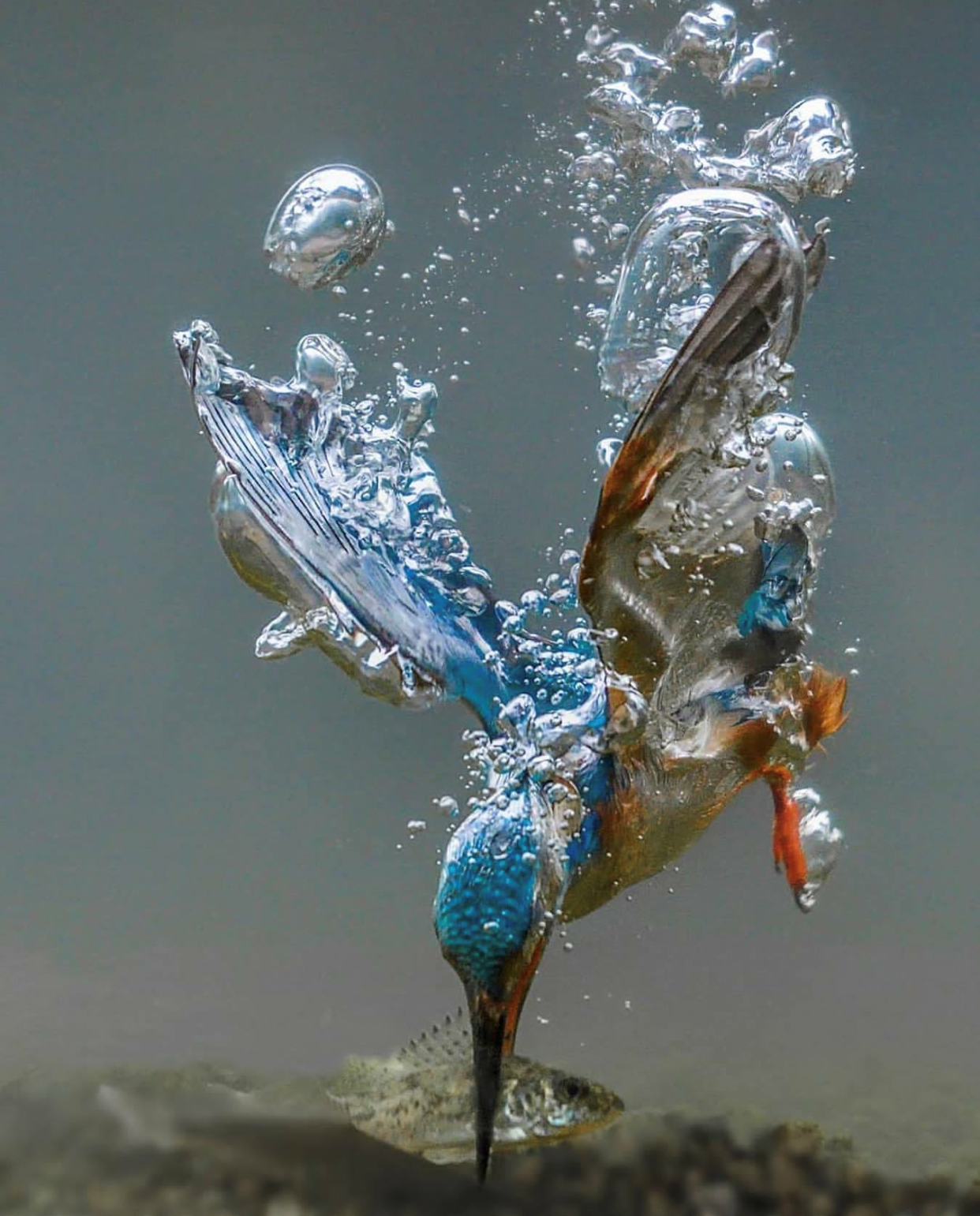 Kingfisher