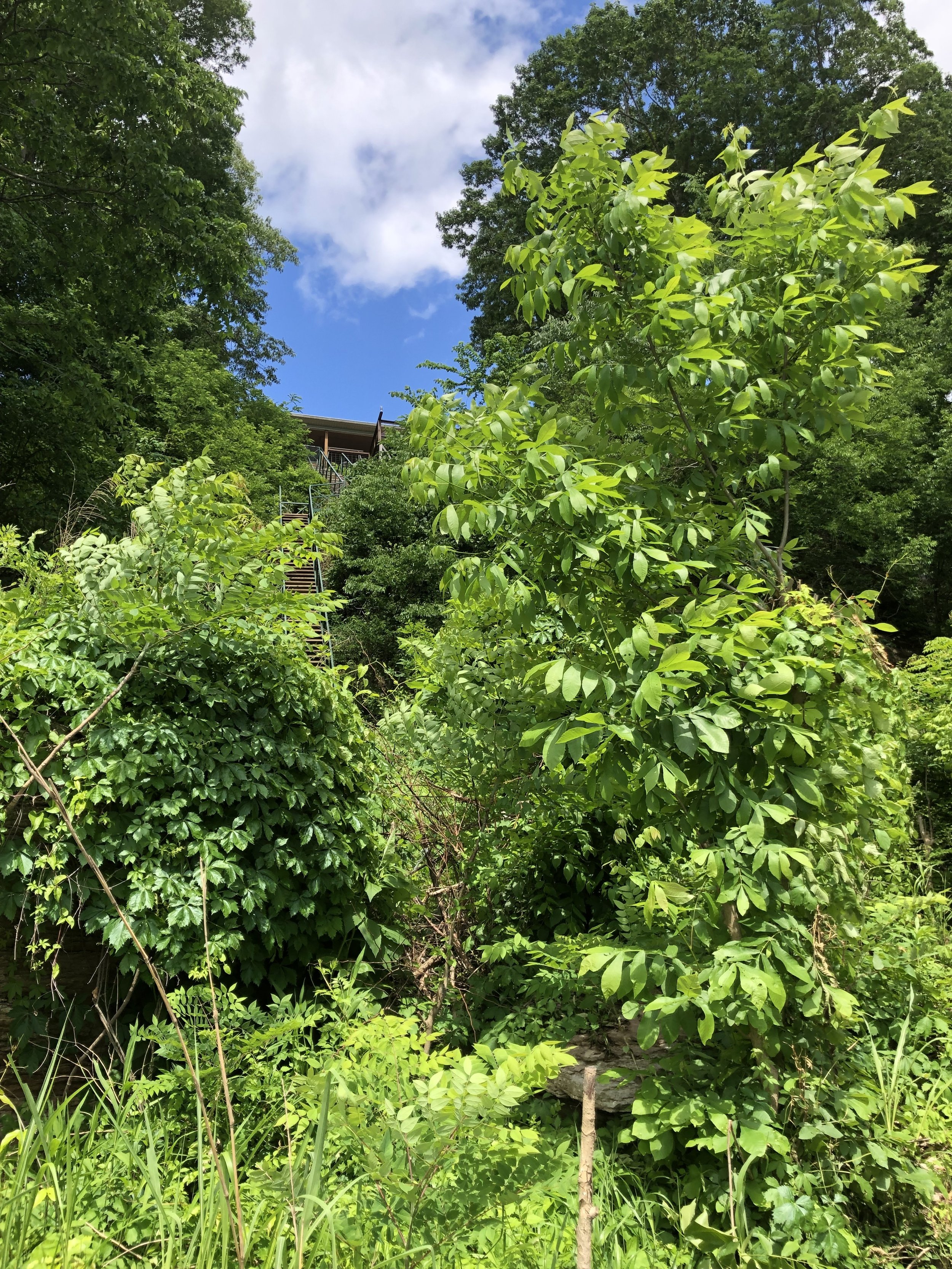 Another view of River Steps