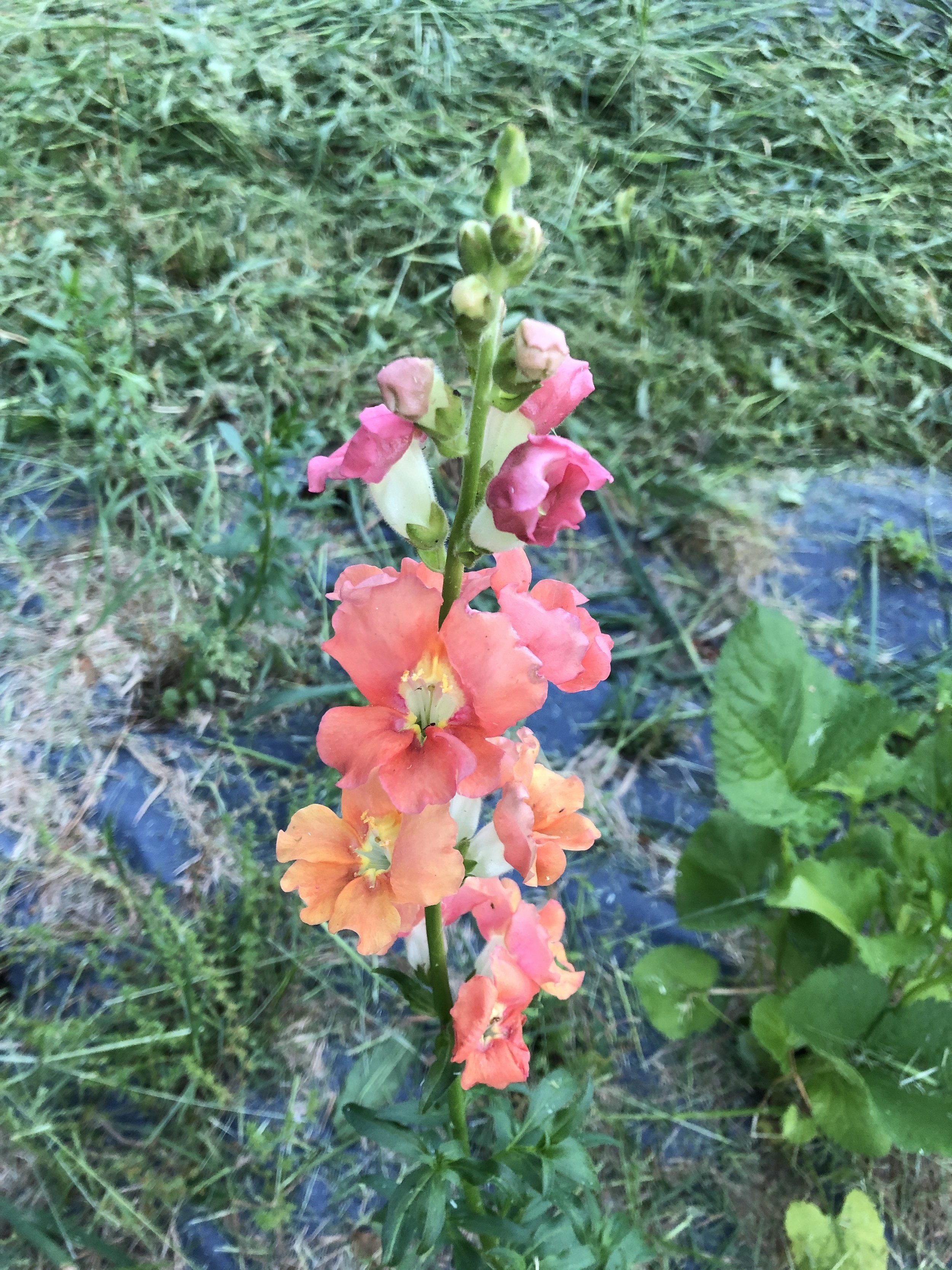 Chantilly Snapdragons