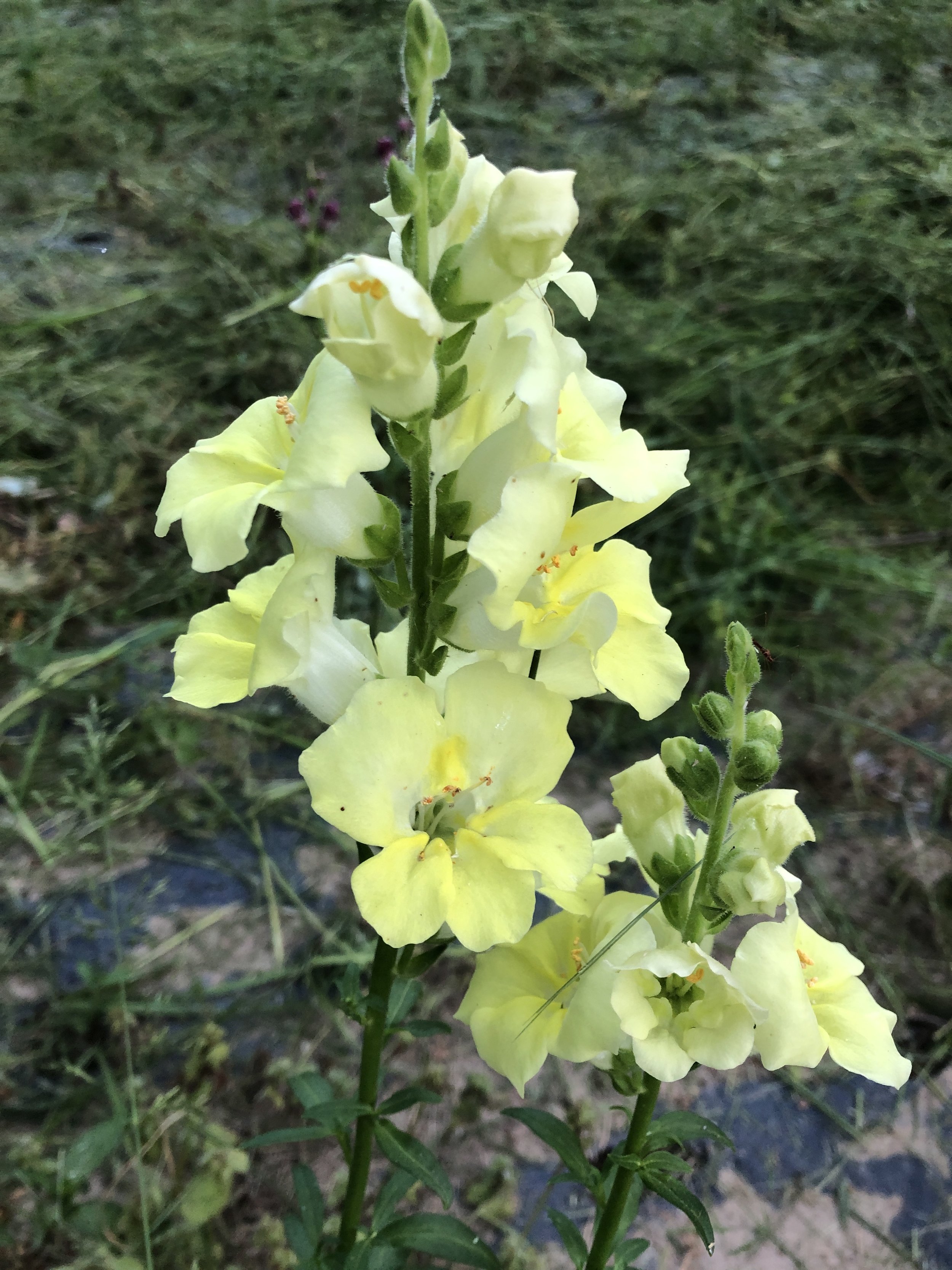 Chantilly Snapdragons