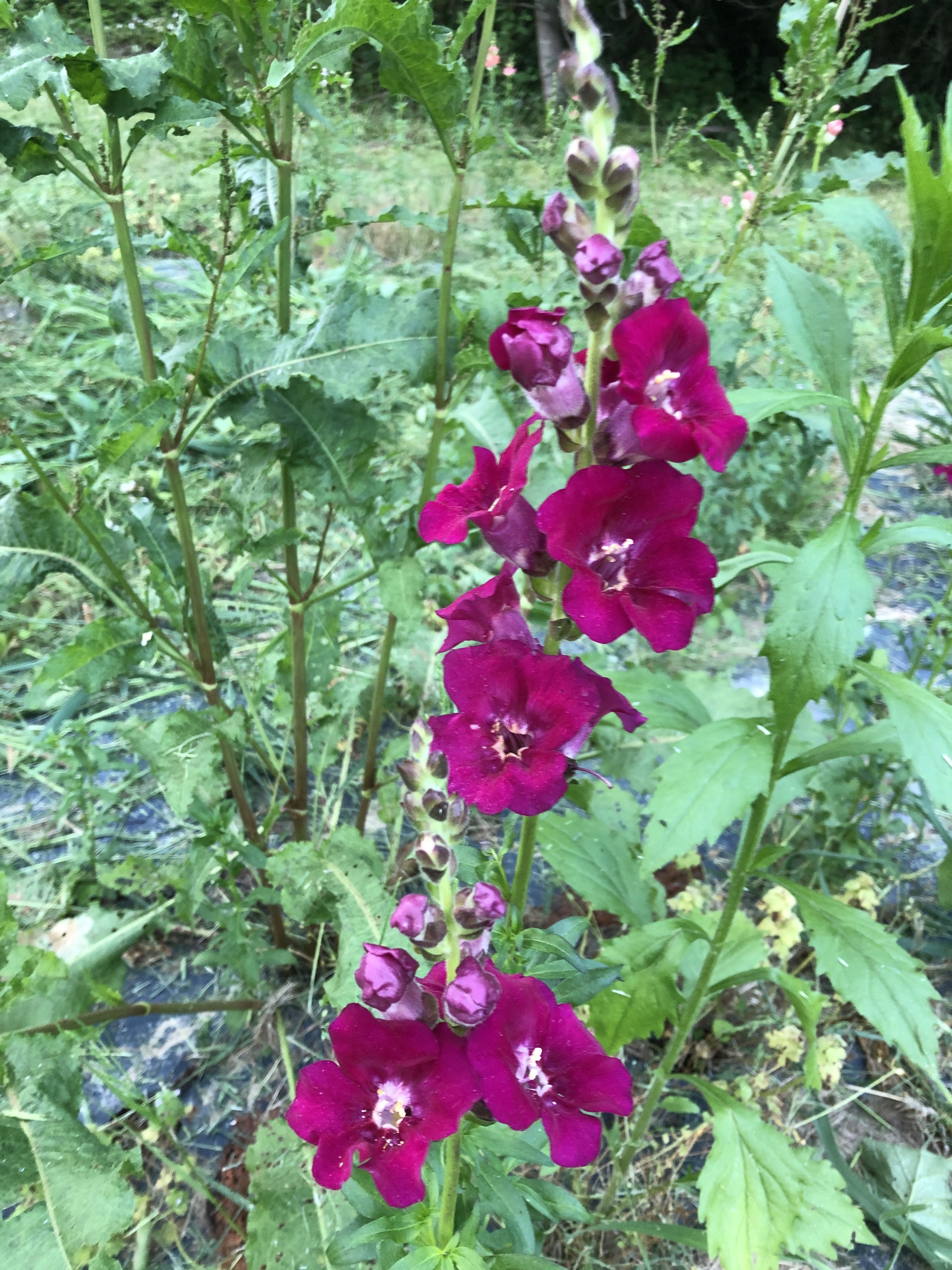 Chantilly Snapdragons