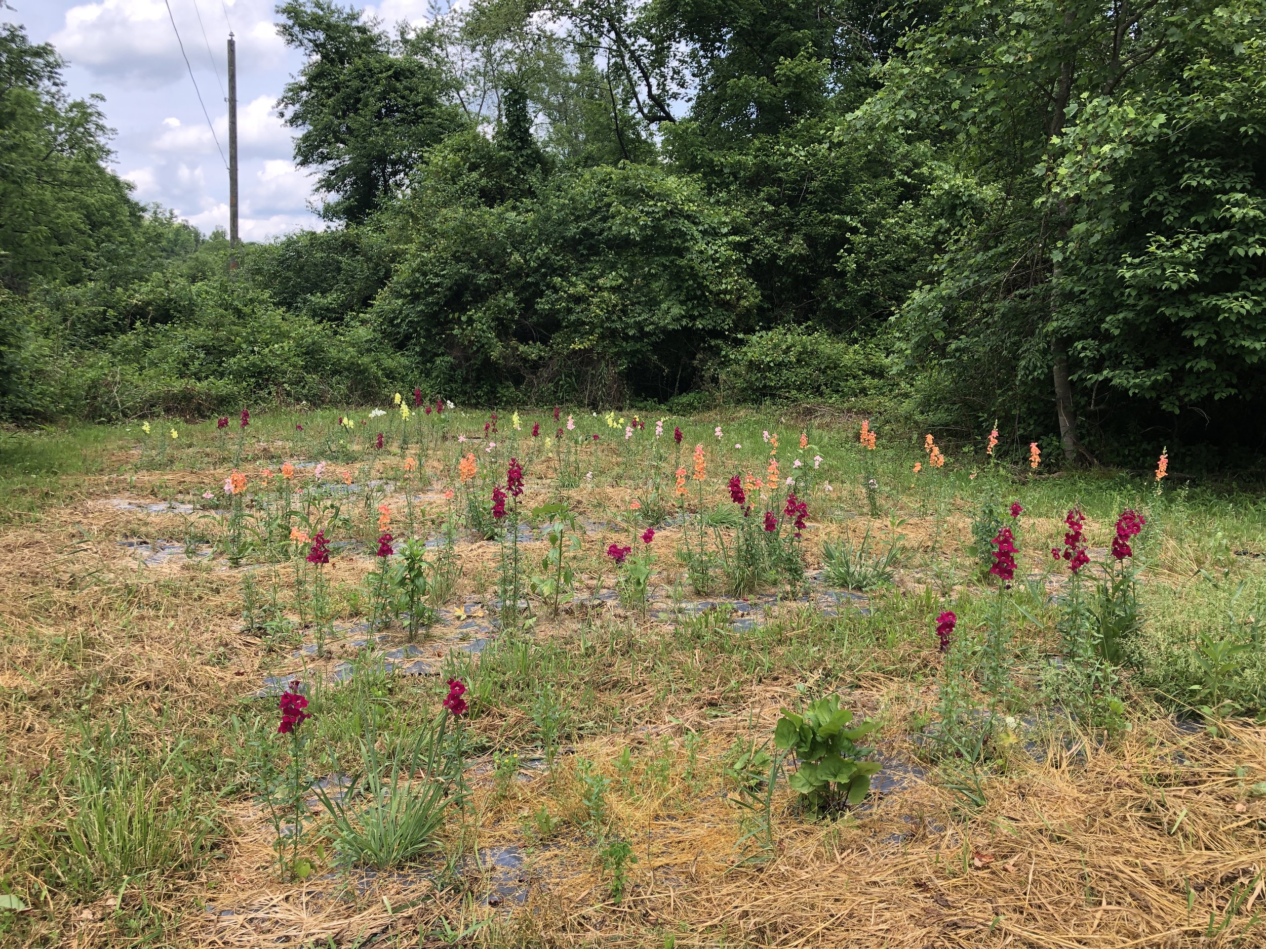 Snapdragon Overwintering Trial