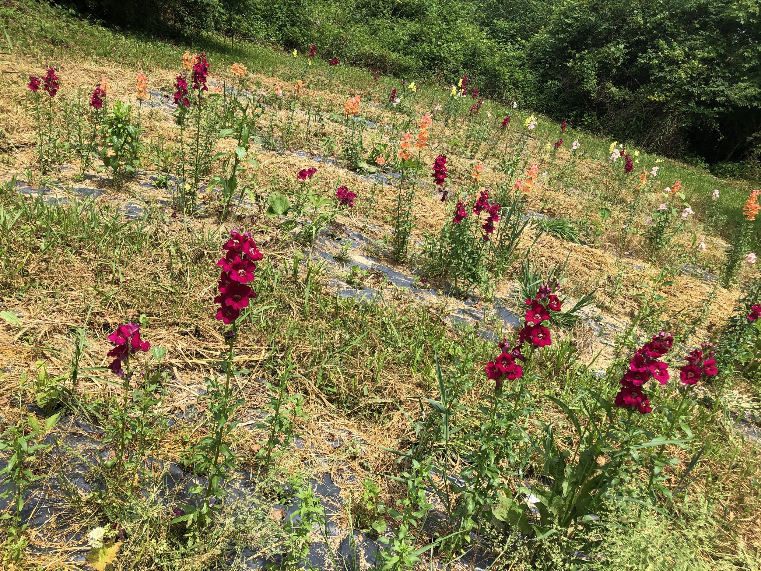 Snapdragon Overwintering Trial