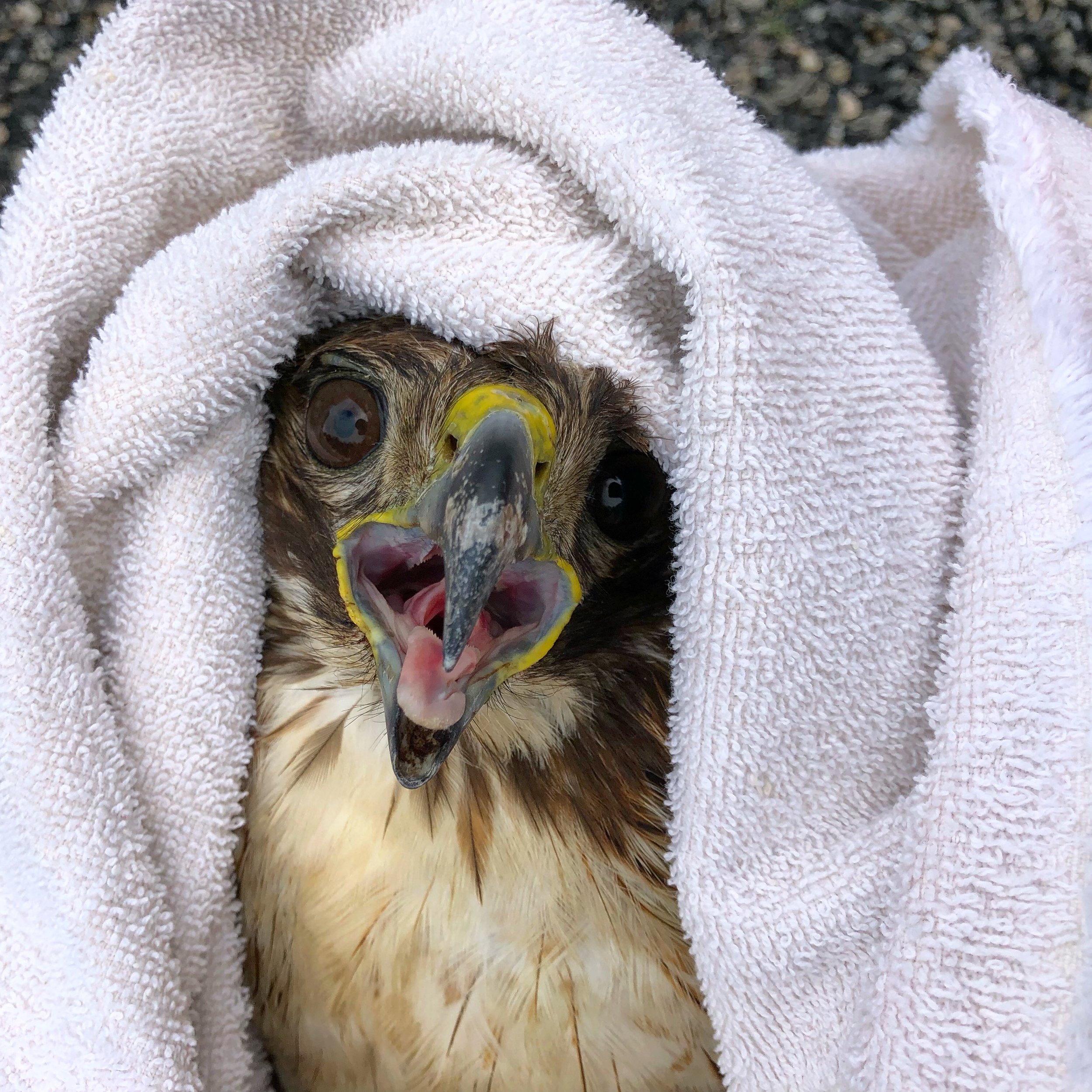 Red Tailed Hawk!!