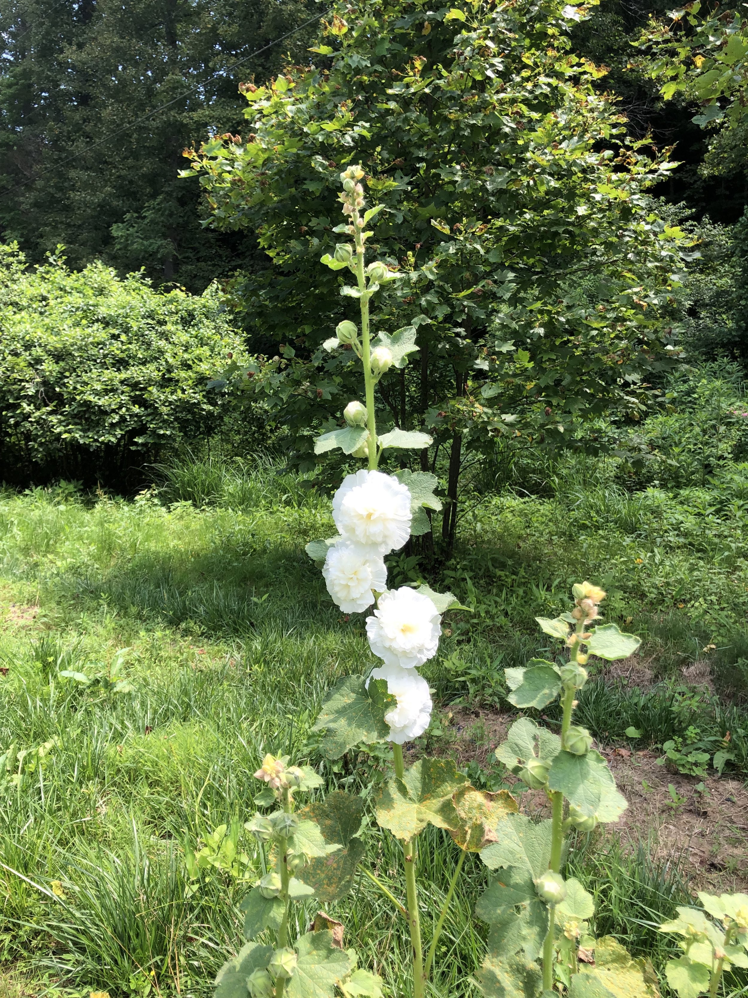 Hollyhock