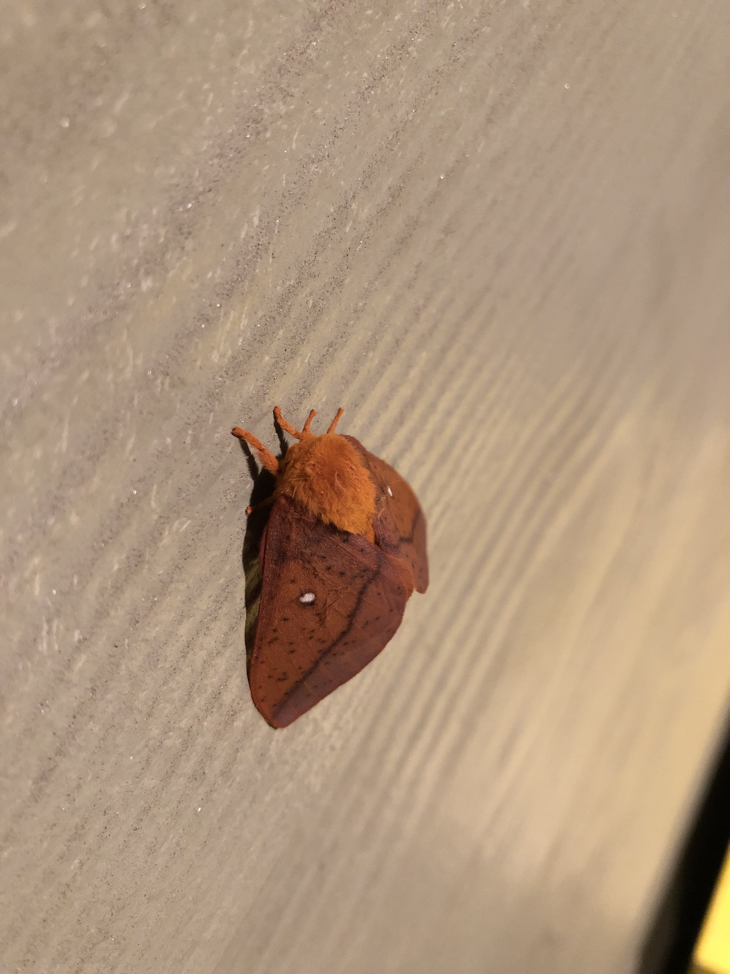 Moth Friend