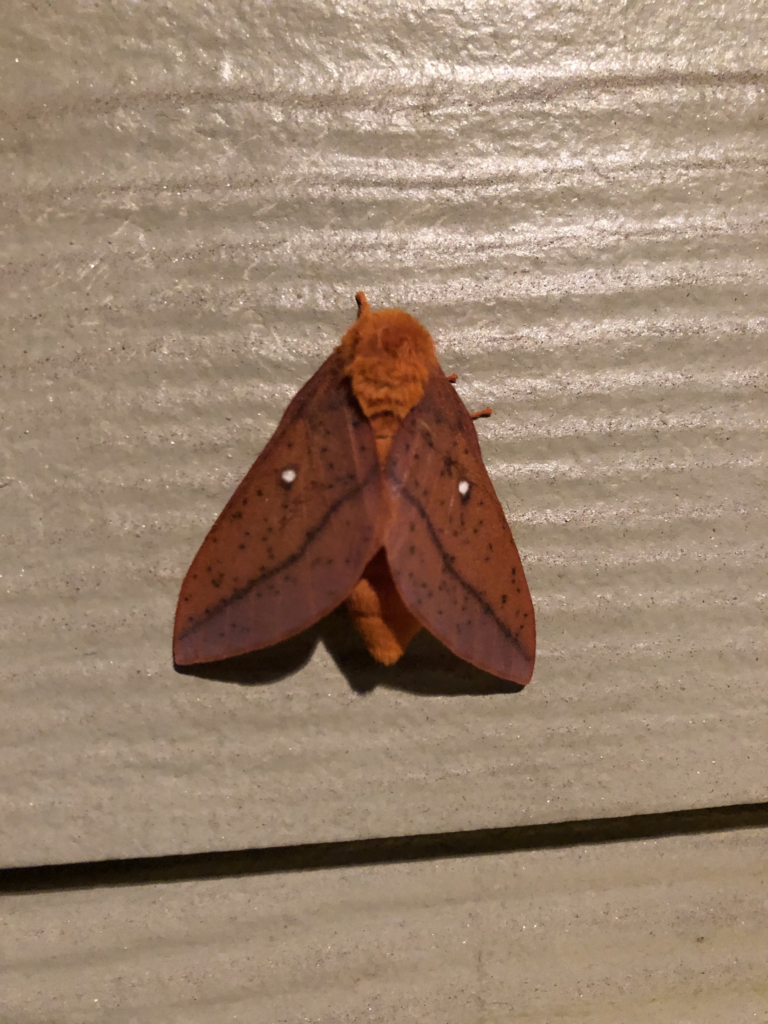 Moth Friend