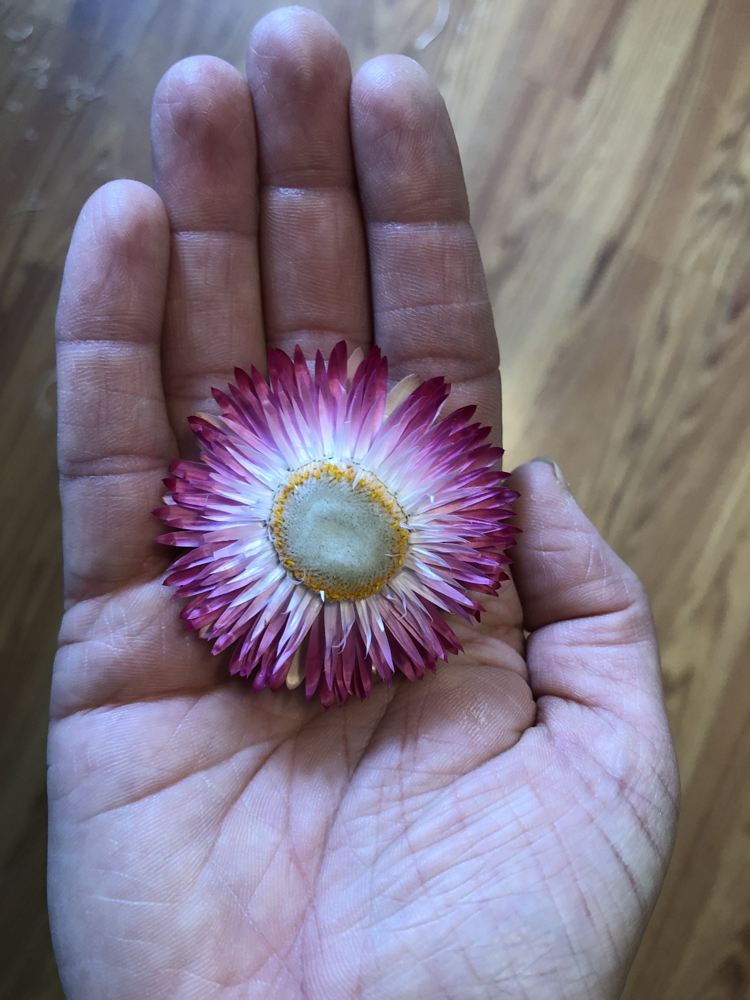 Strawflower