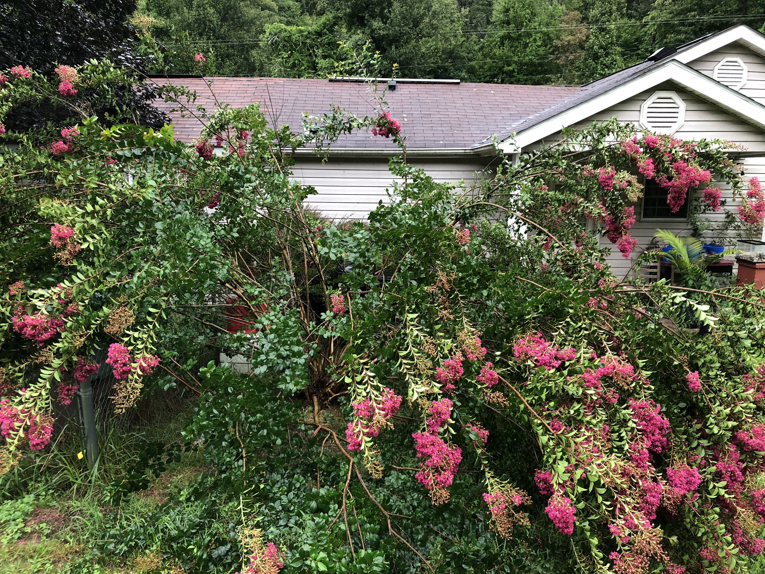 Crepe Myrtle