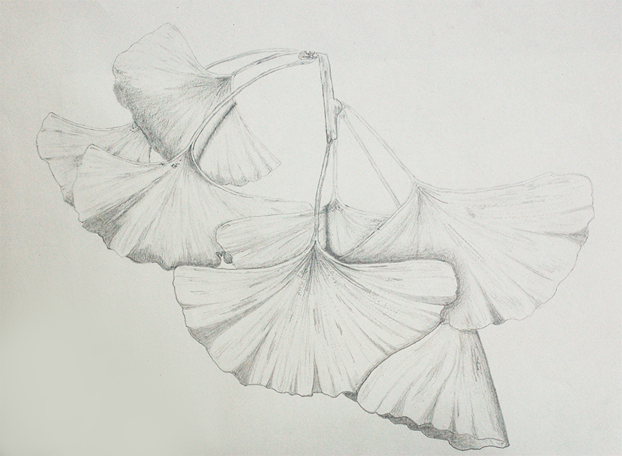 Nature Study (ginkgo leaves)