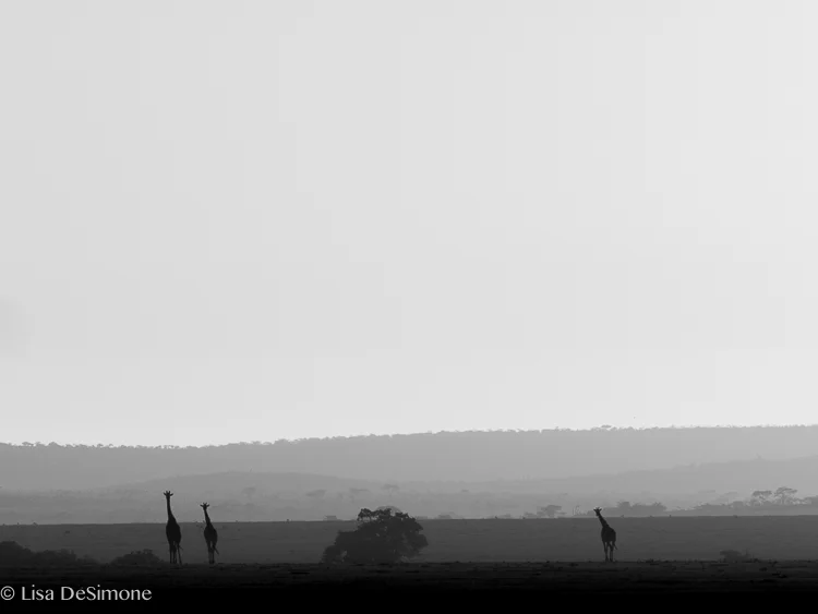 silhouettes at sunrise, maasai mara kenya