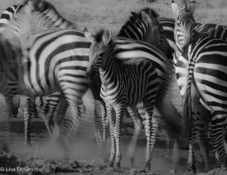 Kenya zebra BW-5.jpg