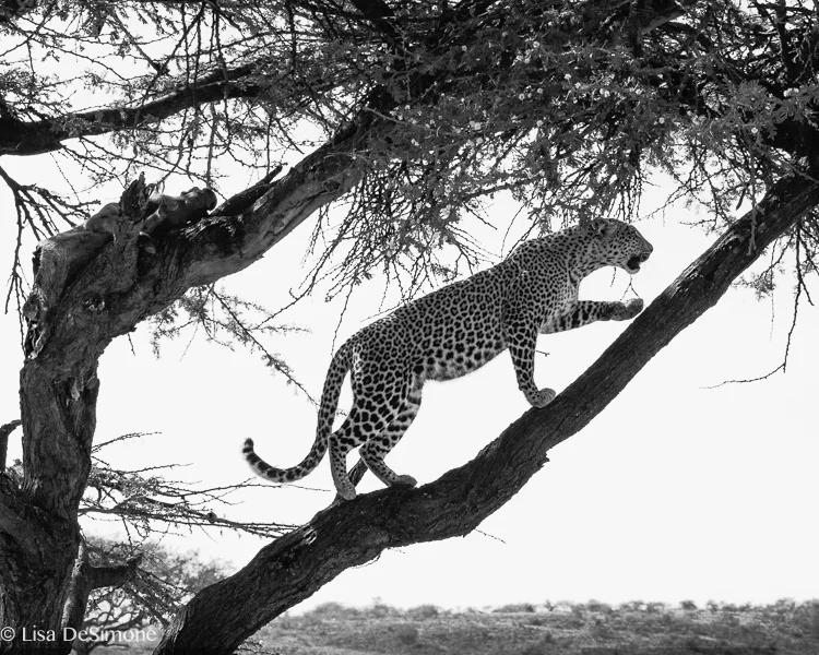 fig, a leopard in the maasai mara, Kenya