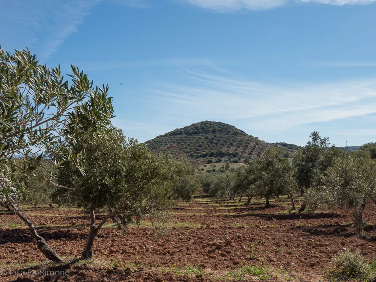 Olive groves in Andalusia, Spain