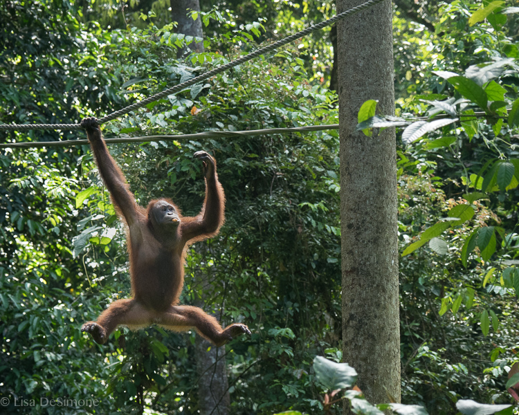 Borneo-8.jpg